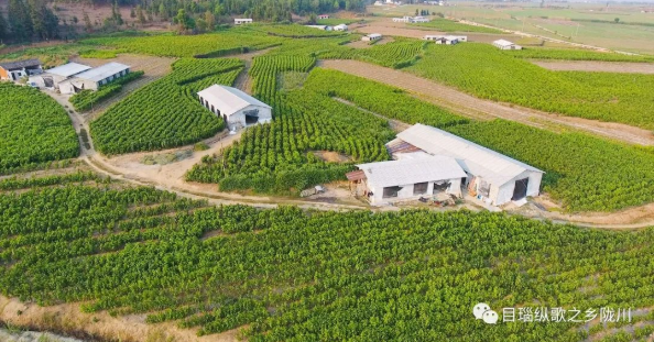 典型引路系列报道⑤ 丨一业一策 破茧成蝶！