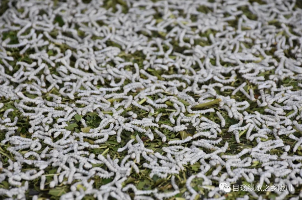 典型引路系列报道⑤ 丨一业一策 破茧成蝶！