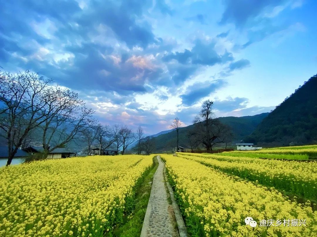 图源:“迪庆乡村振兴”微信公众号