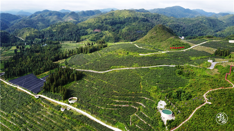 图源：云报客户端