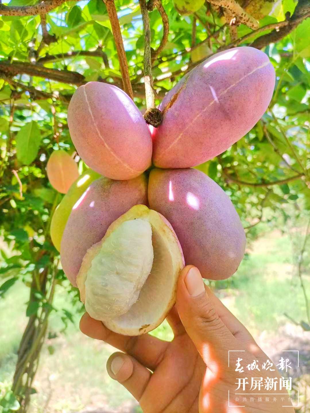 云南秋景上新｜保山昌宁八月瓜（开屏新闻记者 崔敏 通讯员 赵晓映 摄）