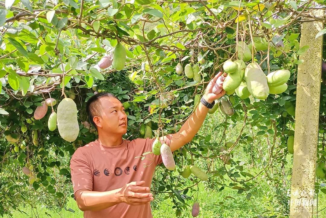 云南秋景上新｜保山昌宁八月瓜（开屏新闻记者 崔敏 通讯员 赵晓映 摄）