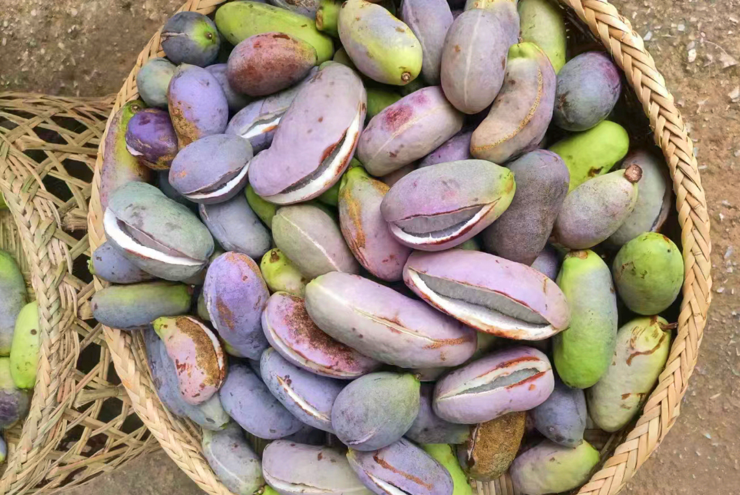 云南秋景上新｜保山昌宁八月瓜（开屏新闻记者 崔敏 通讯员 赵晓映 摄）