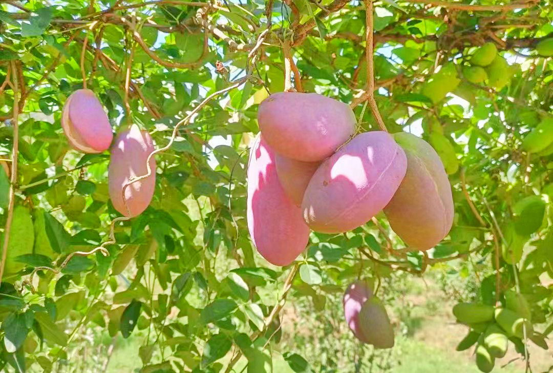 云南秋景上新｜保山昌宁八月瓜（开屏新闻记者 崔敏 通讯员 赵晓映 摄）