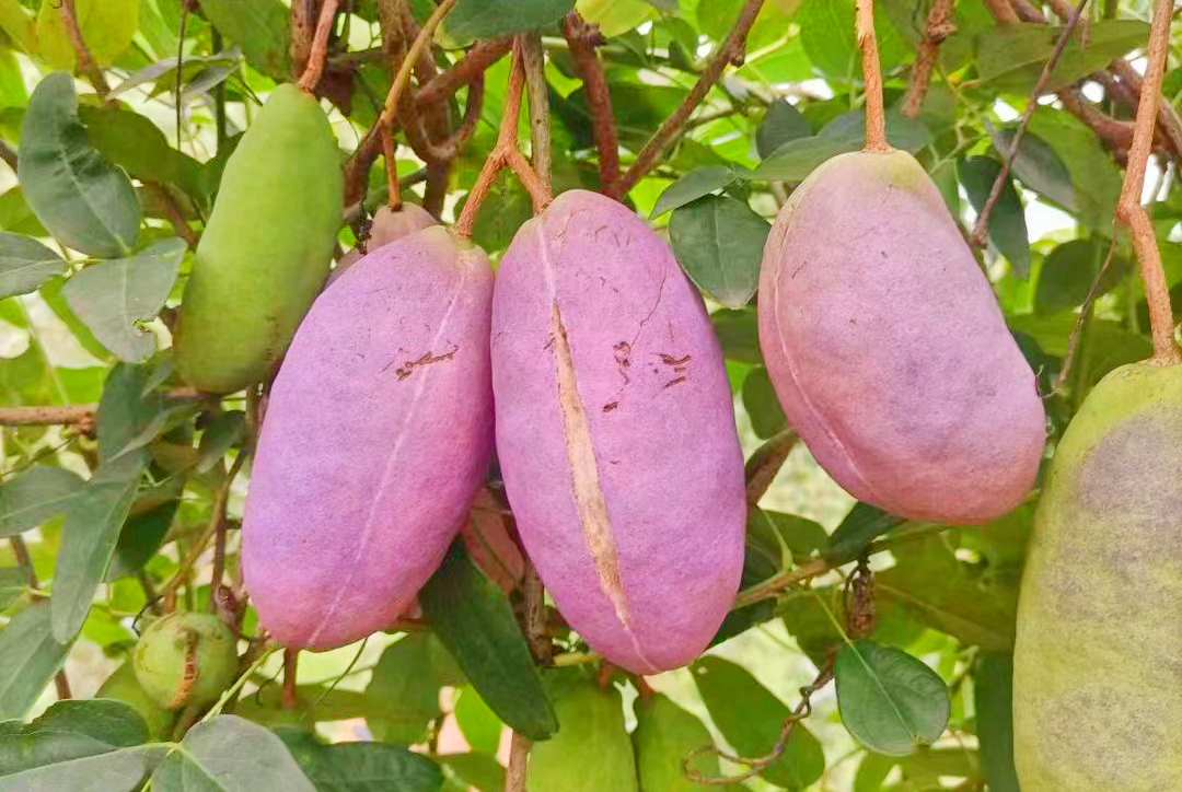 云南秋景上新｜保山昌宁八月瓜（开屏新闻记者 崔敏 通讯员 赵晓映 摄）