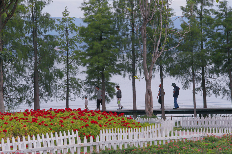 生态廊道：洱海保护治理 送给世界的美好大礼4.jpg