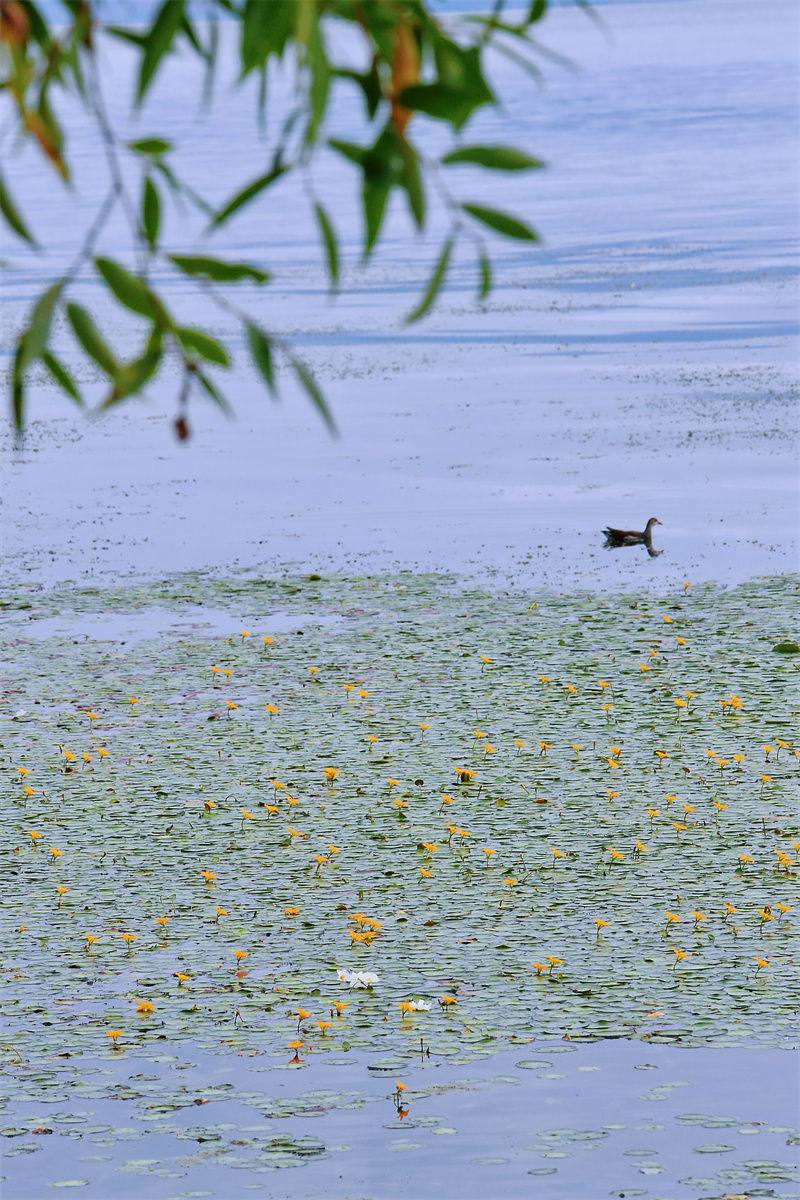 生态廊道：洱海保护治理 送给世界的美好大礼5.jpg