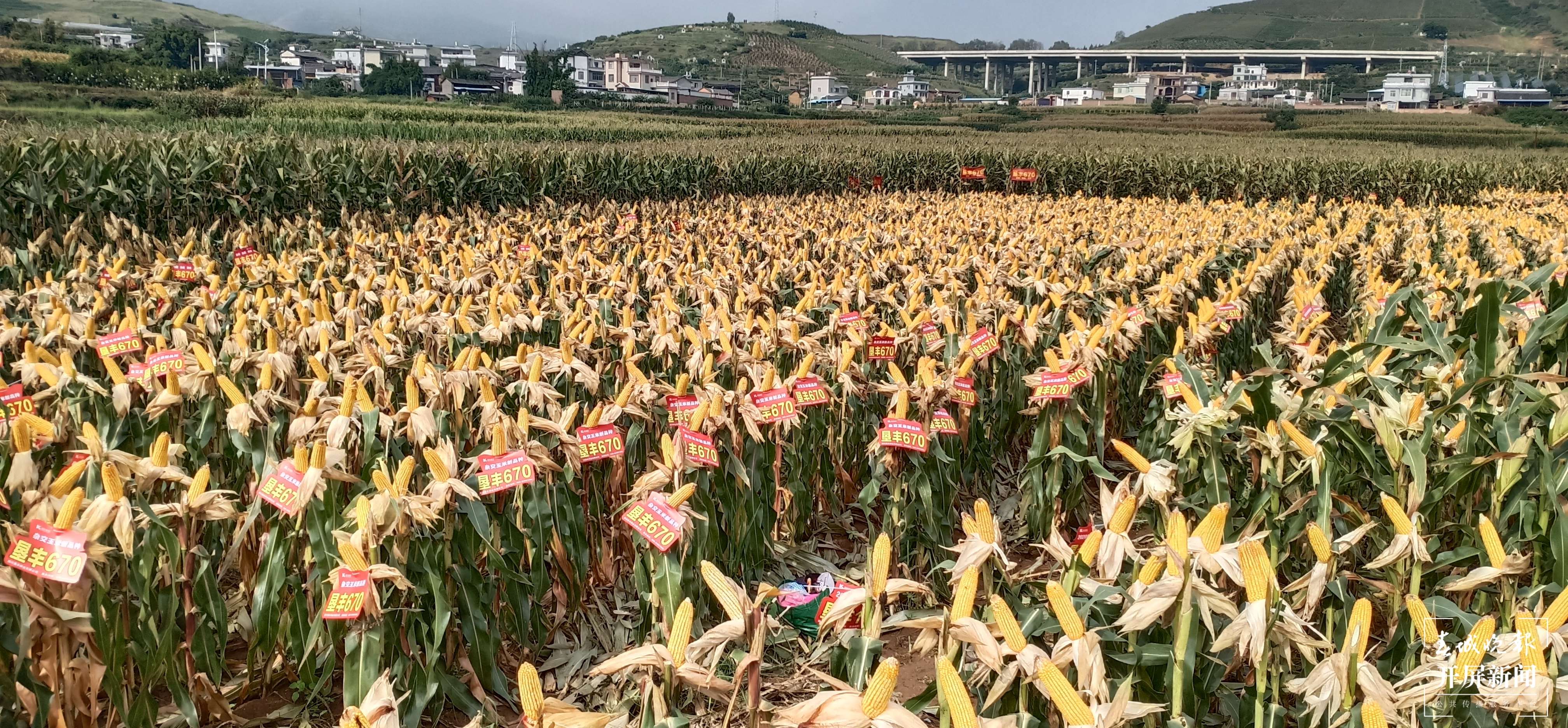 云南秋景上新｜大理宾川丰收（开屏新闻记者 王利绚 通讯员 杨宏毅 摄）