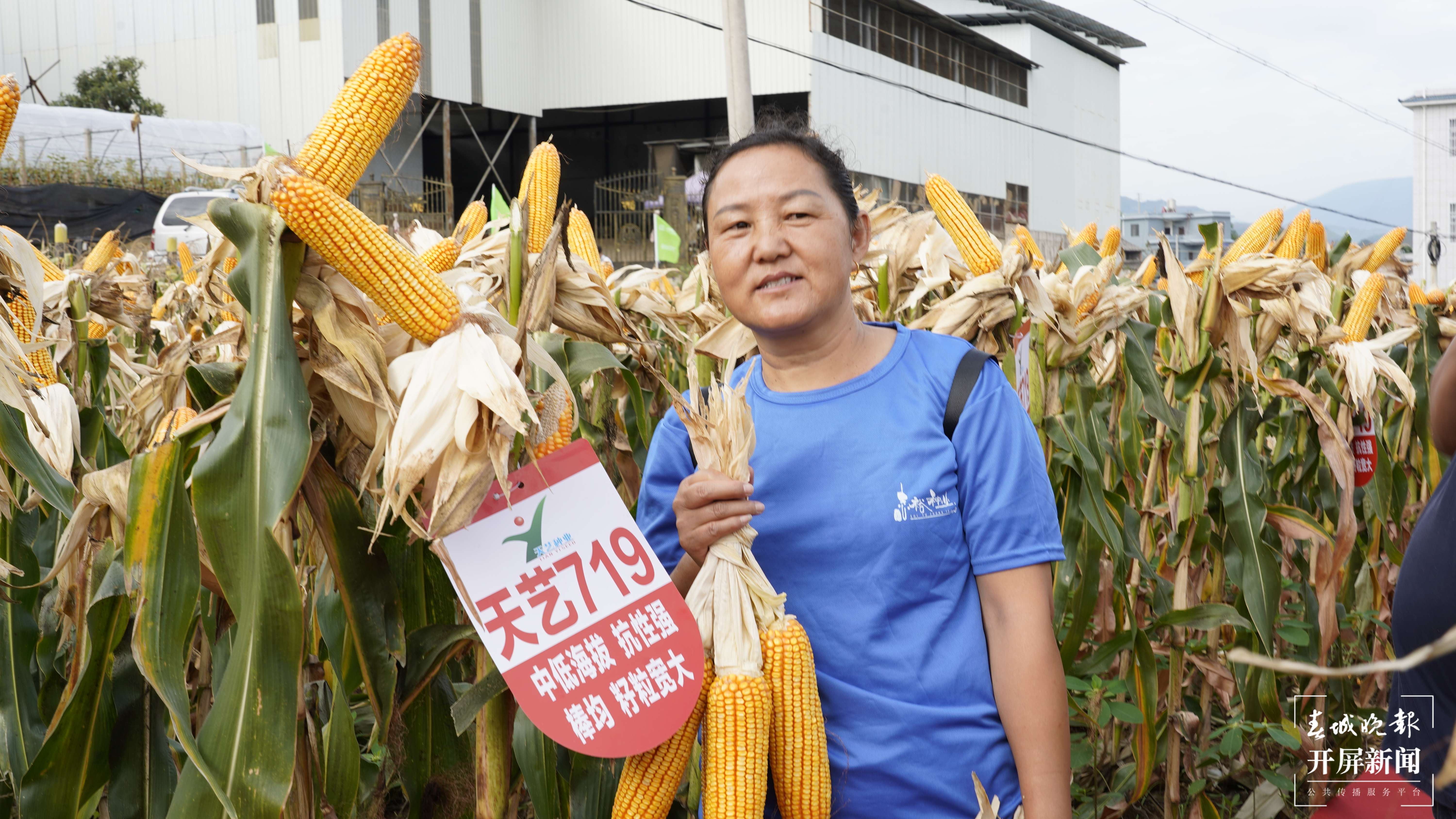 云南秋景上新｜大理宾川丰收（开屏新闻记者 王利绚 通讯员 杨宏毅 摄）