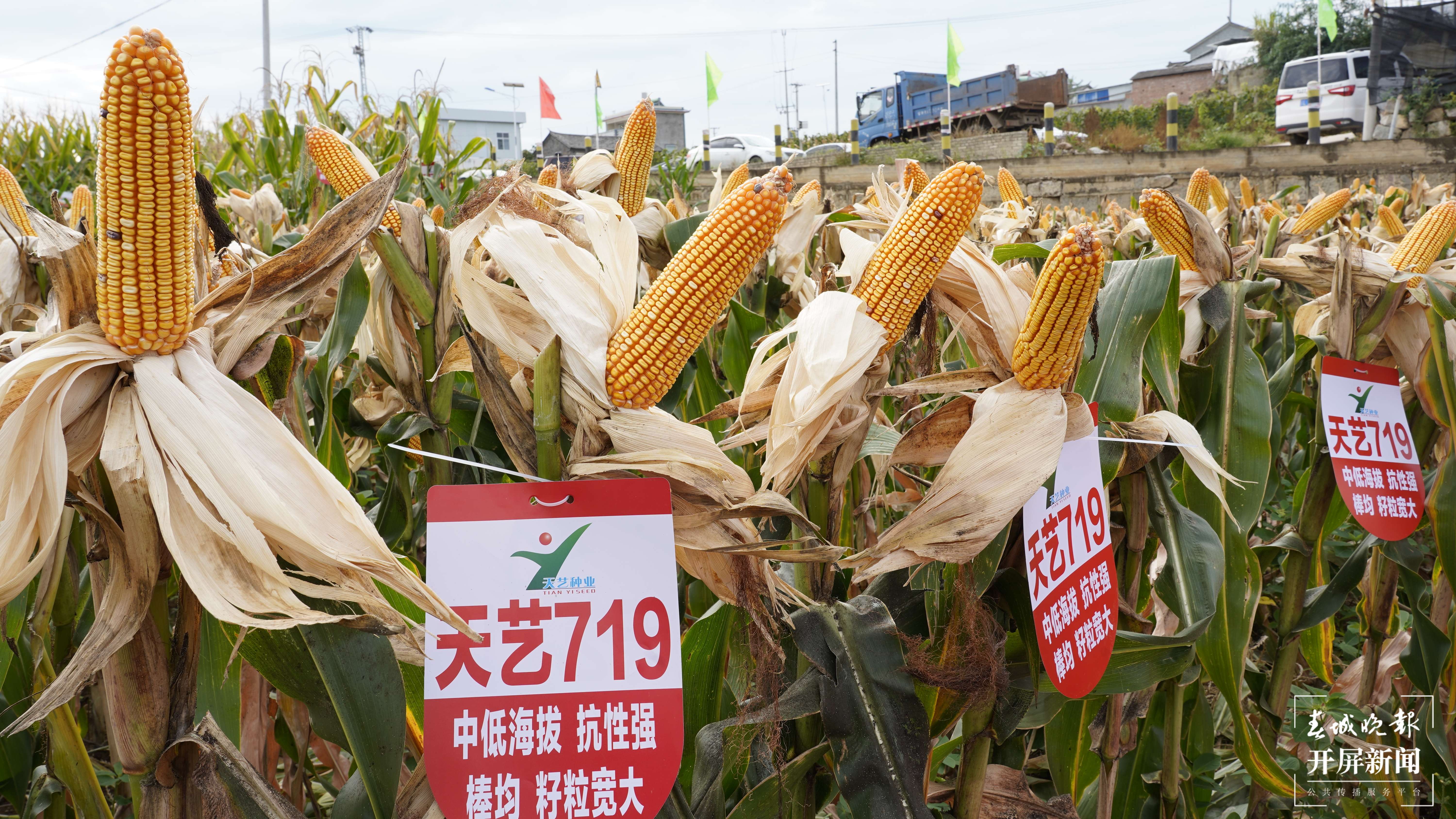 云南秋景上新｜大理宾川丰收（开屏新闻记者 王利绚 通讯员 杨宏毅 摄）
