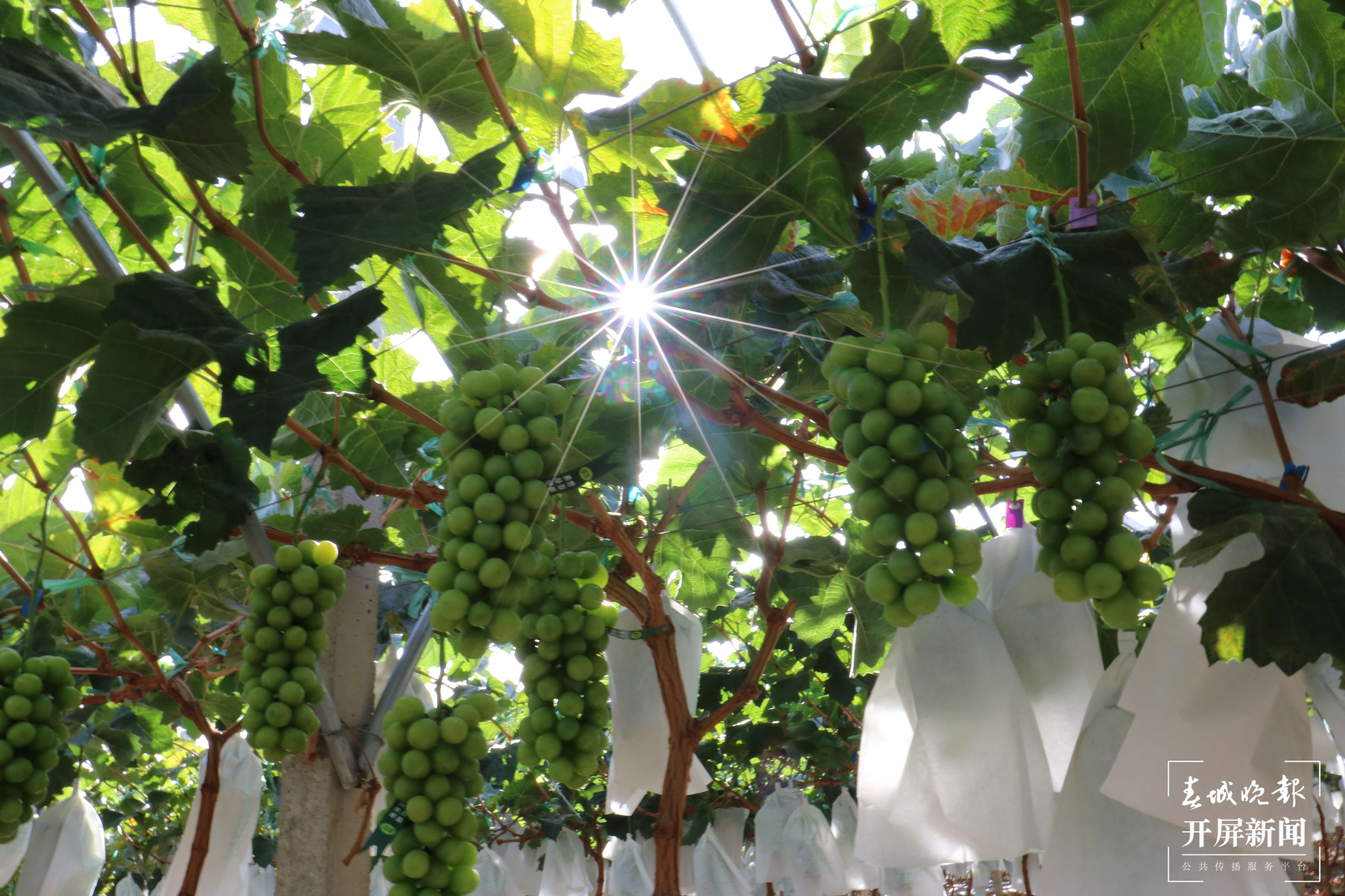 云南秋景上新｜大理宾川丰收（开屏新闻记者 王利绚 通讯员 杨宏毅 摄）