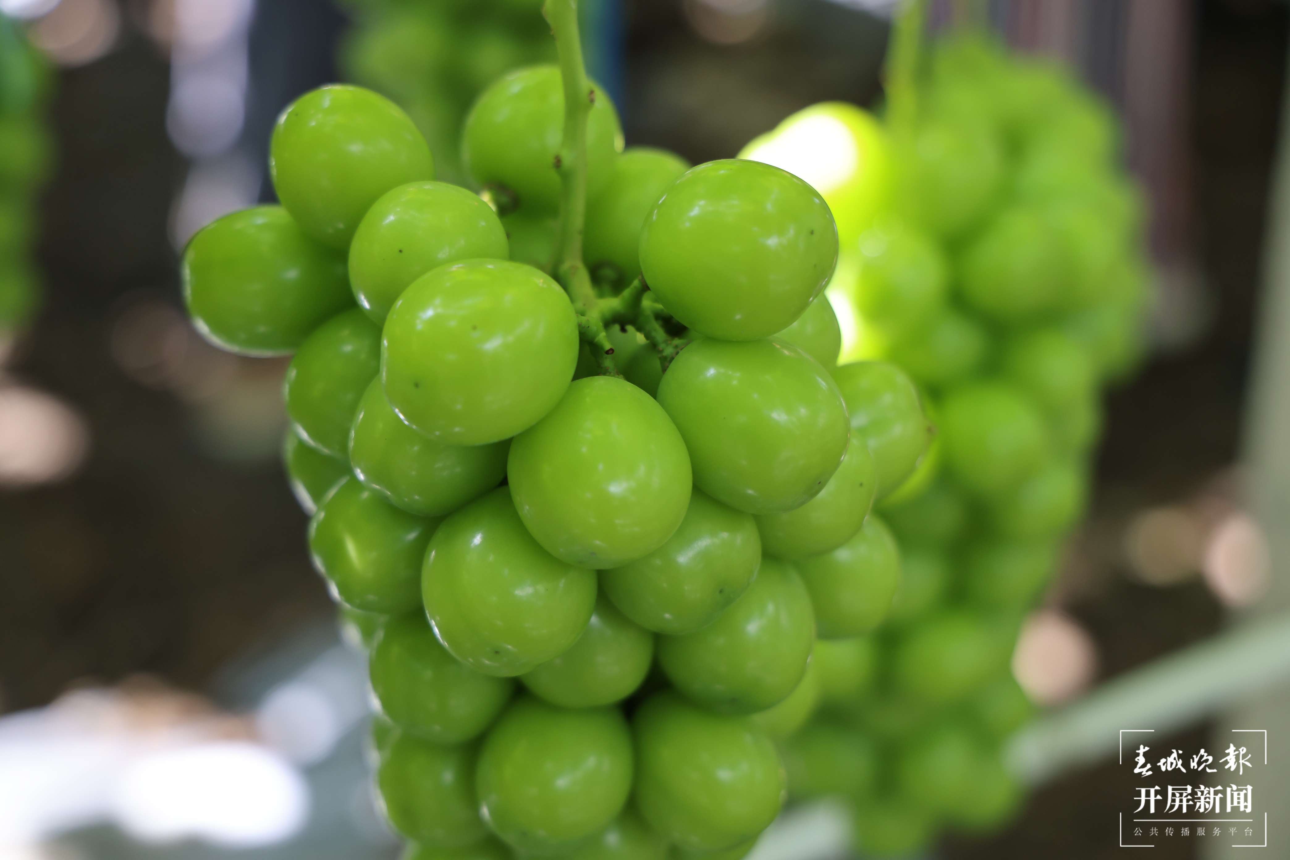 云南秋景上新｜大理宾川丰收（开屏新闻记者 王利绚 通讯员 杨宏毅 摄）