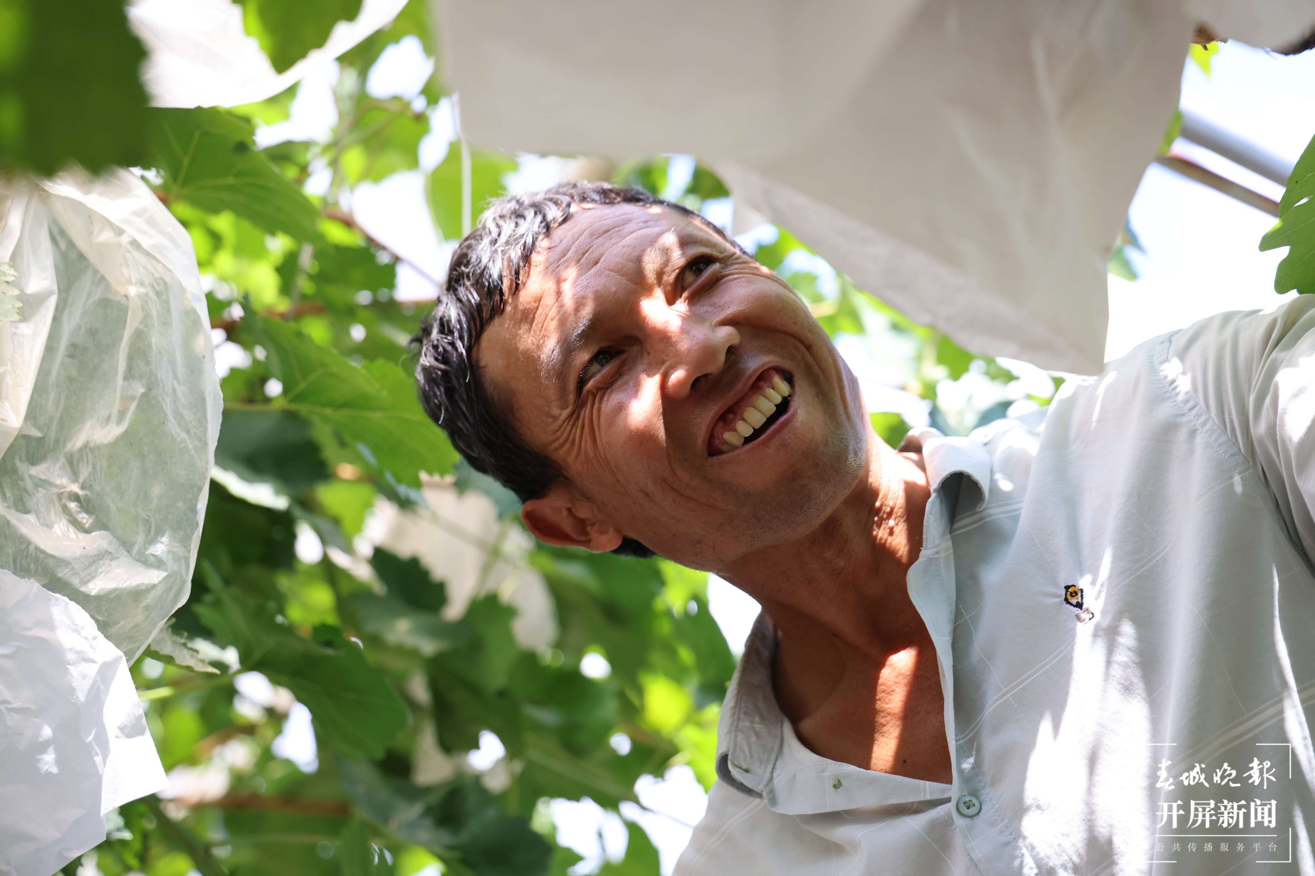 云南秋景上新｜大理宾川丰收（开屏新闻记者 王利绚 通讯员 杨宏毅 摄）