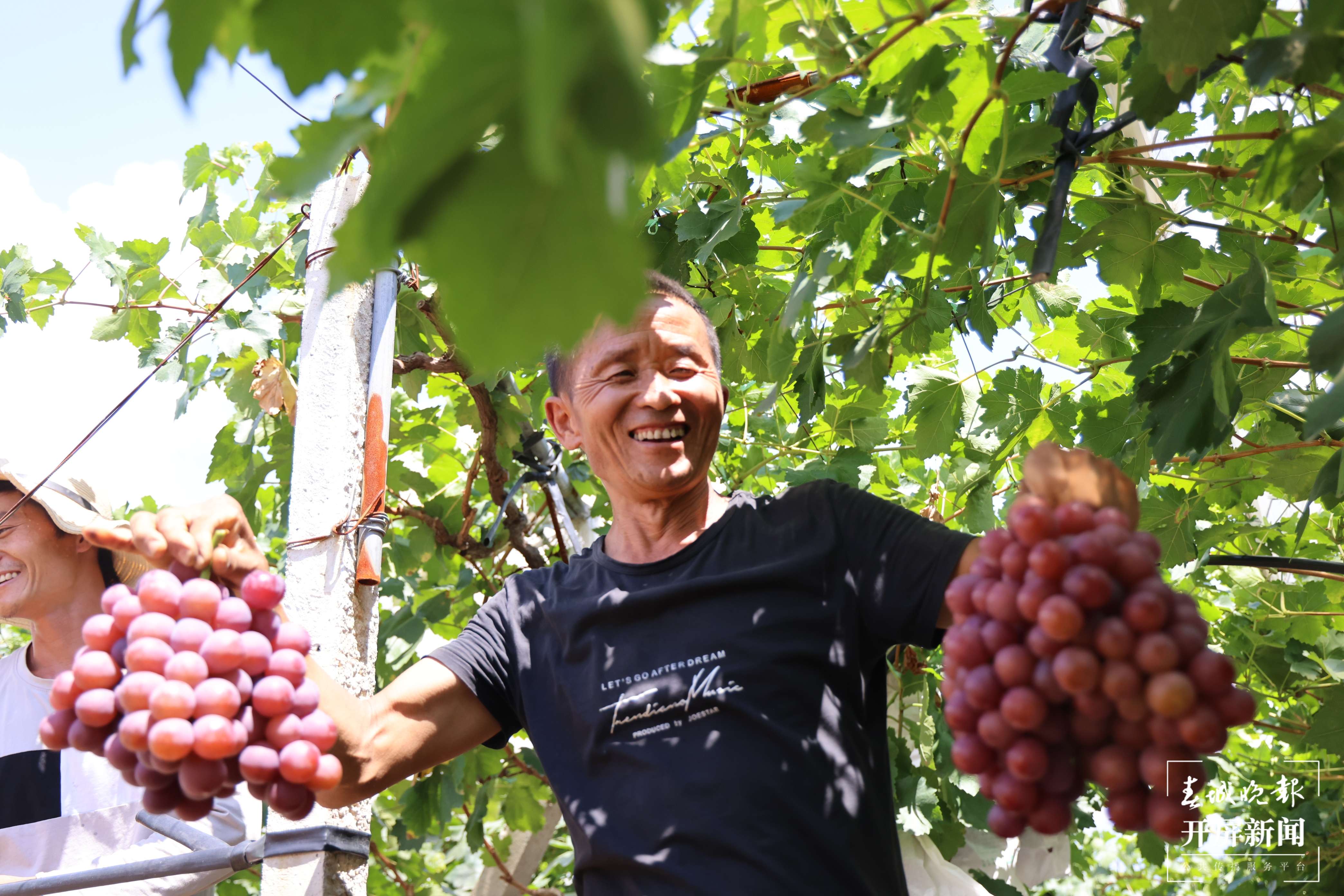 云南秋景上新｜大理宾川丰收（开屏新闻记者 王利绚 通讯员 杨宏毅 摄）