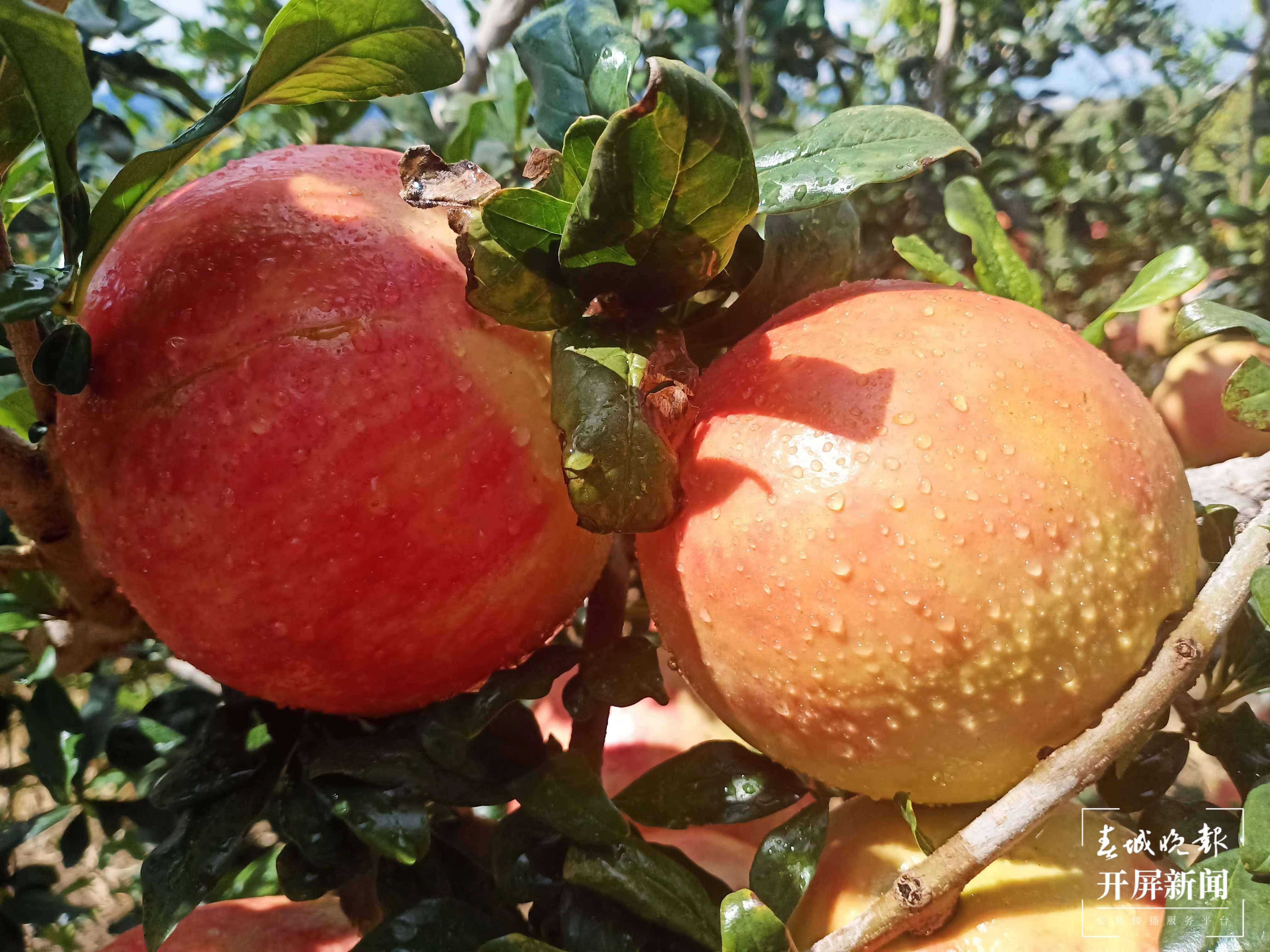 云南秋景上新｜大理宾川丰收（开屏新闻记者 王利绚 通讯员 杨宏毅 摄）