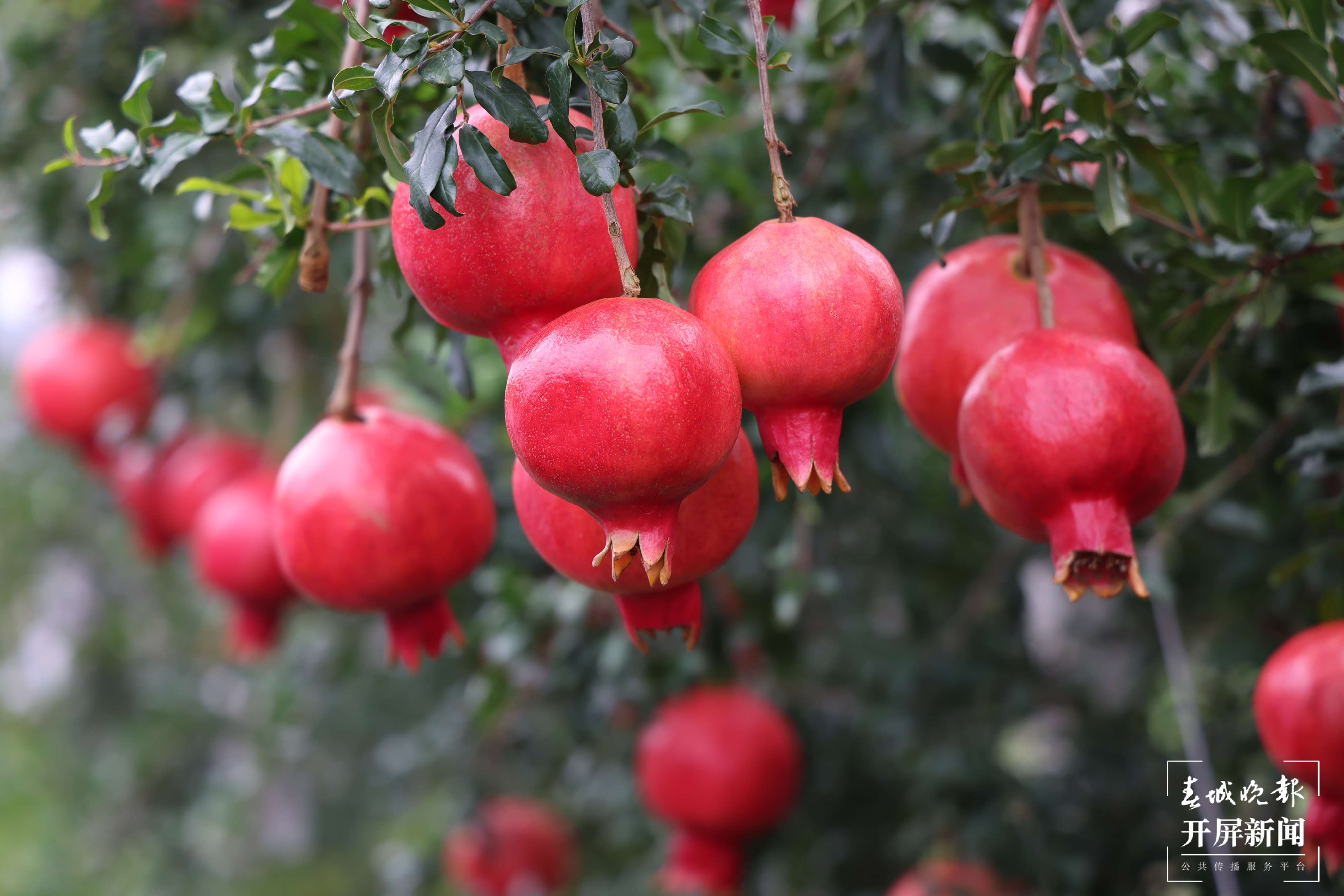 云南秋景上新｜大理宾川丰收（开屏新闻记者 王利绚 通讯员 杨宏毅 摄）