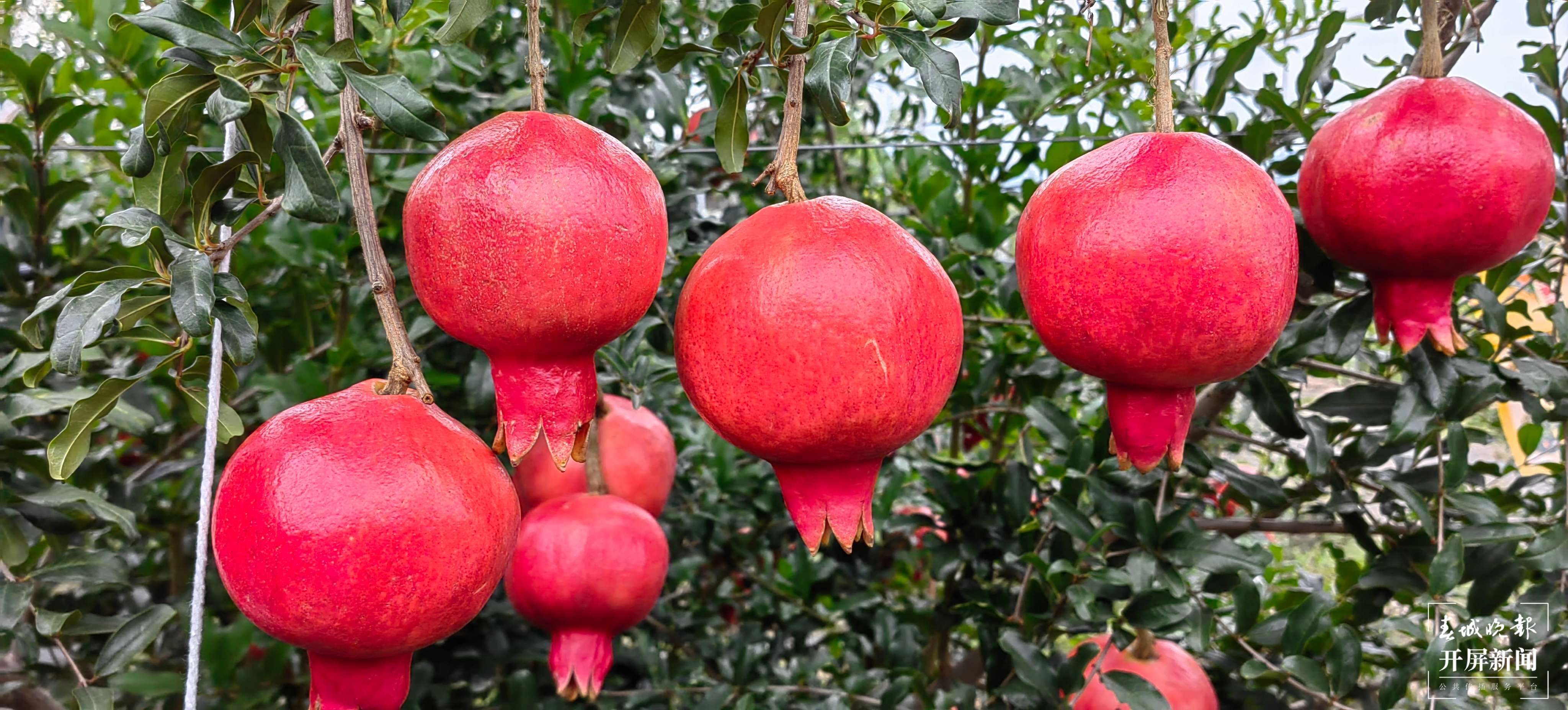 云南秋景上新｜大理宾川丰收（开屏新闻记者 王利绚 通讯员 杨宏毅 摄）