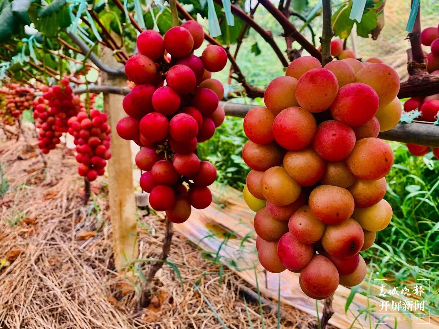 云南秋景上新｜大理宾川丰收（开屏新闻记者 王利绚 通讯员 杨宏毅 摄）