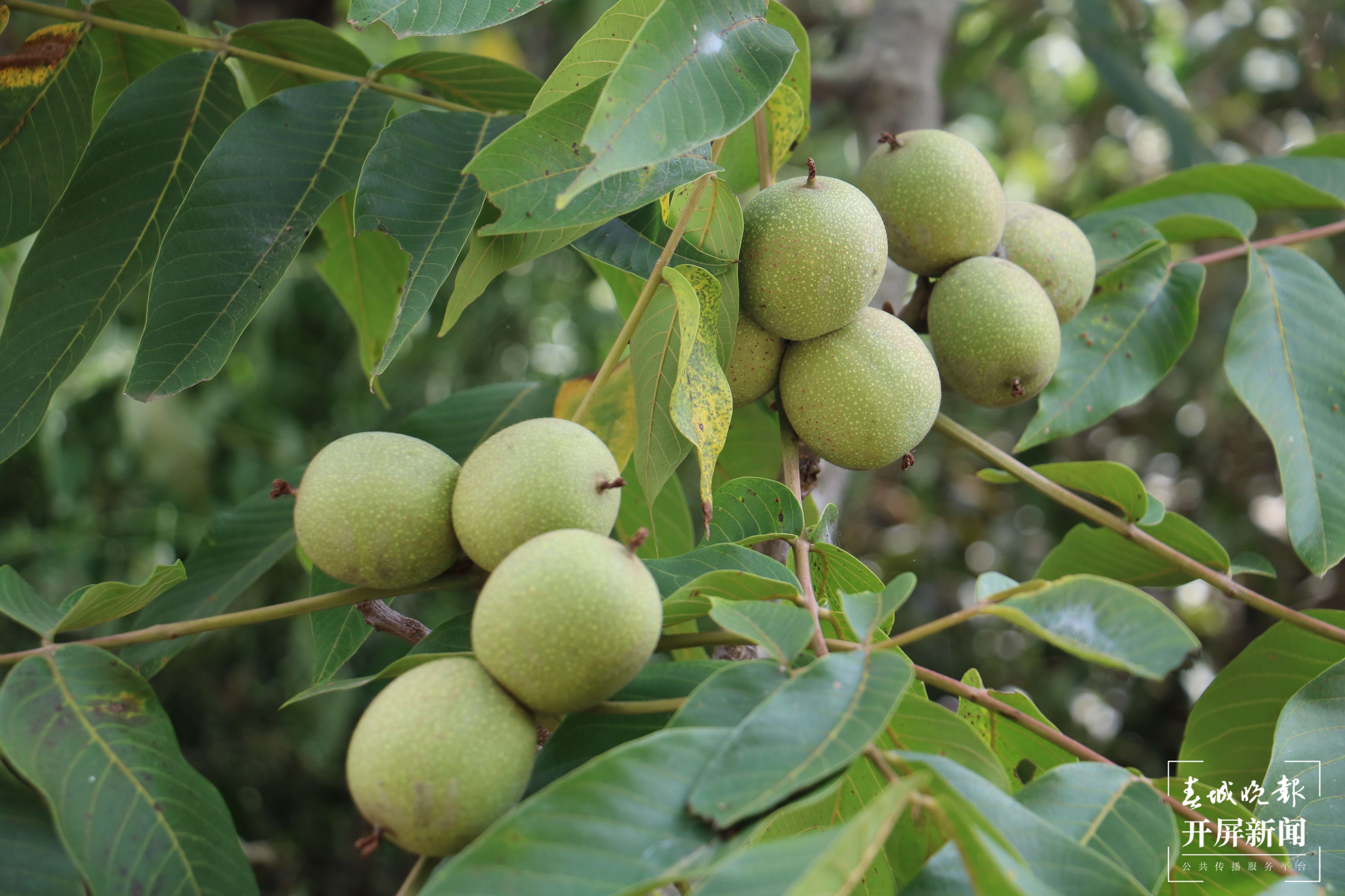 云南秋景上新｜大理宾川丰收（开屏新闻记者 王利绚 通讯员 杨宏毅 摄）