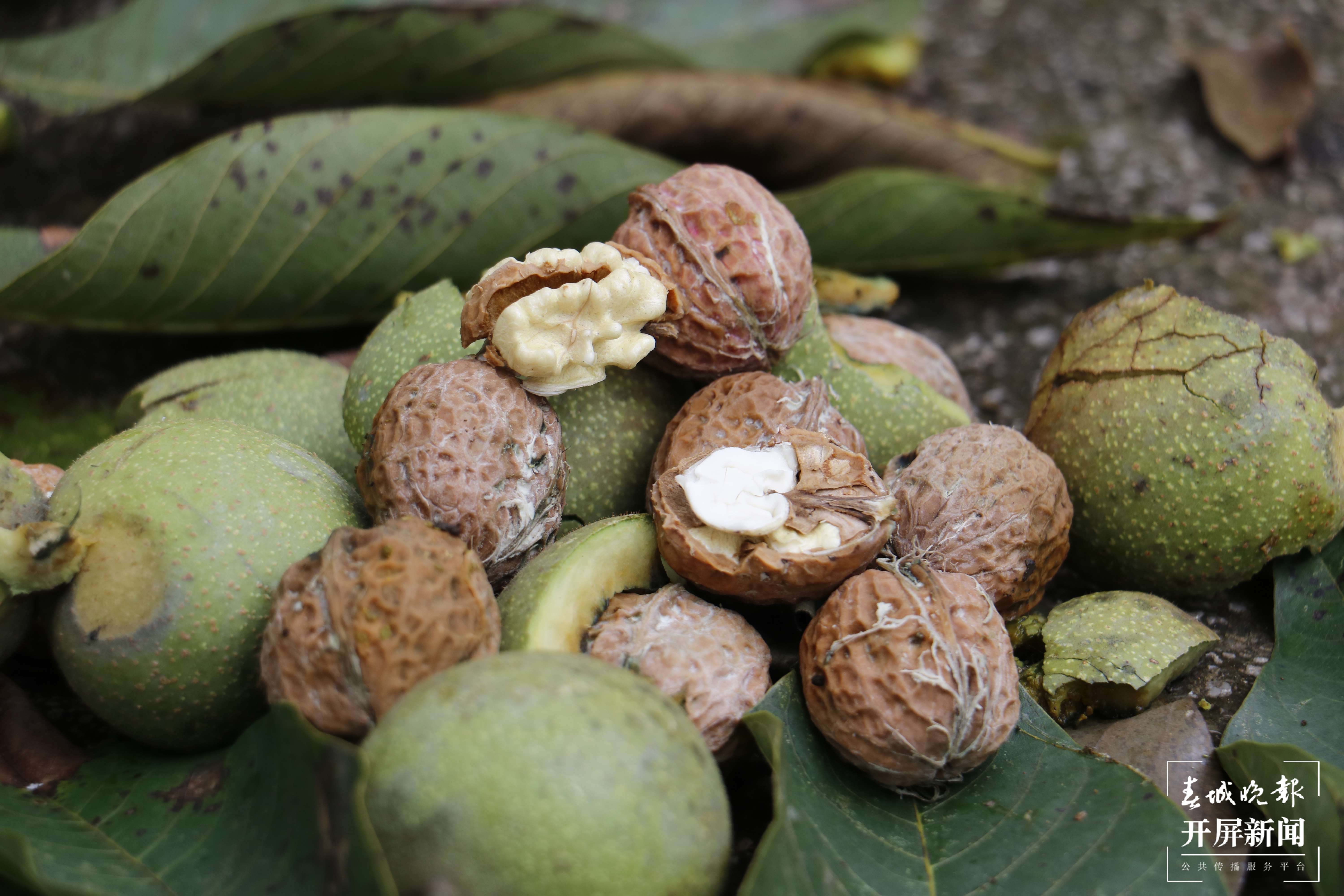 云南秋景上新｜大理宾川丰收（开屏新闻记者 王利绚 通讯员 杨宏毅 摄）