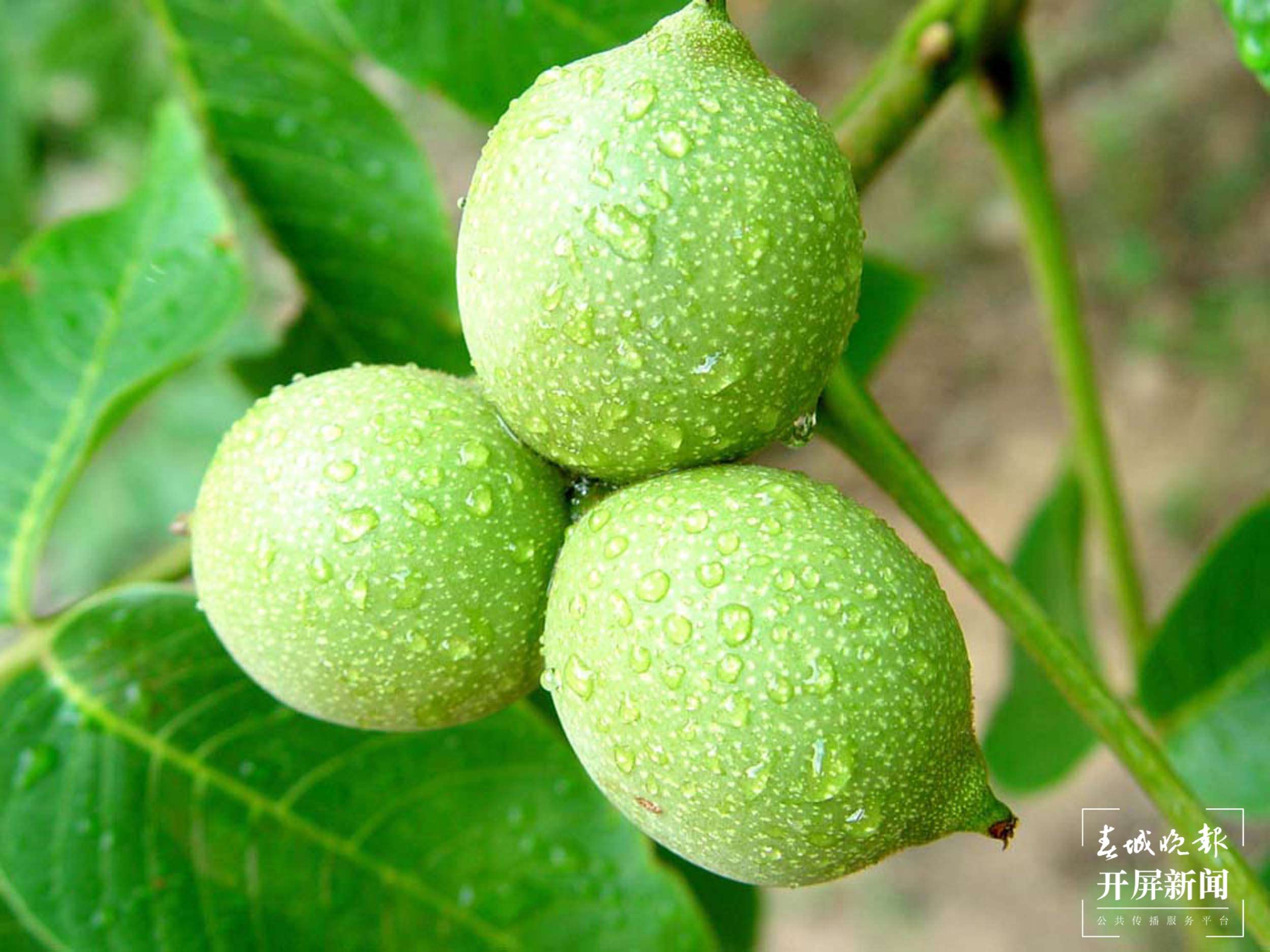 云南秋景上新｜大理宾川丰收（开屏新闻记者 王利绚 通讯员 杨宏毅 摄）