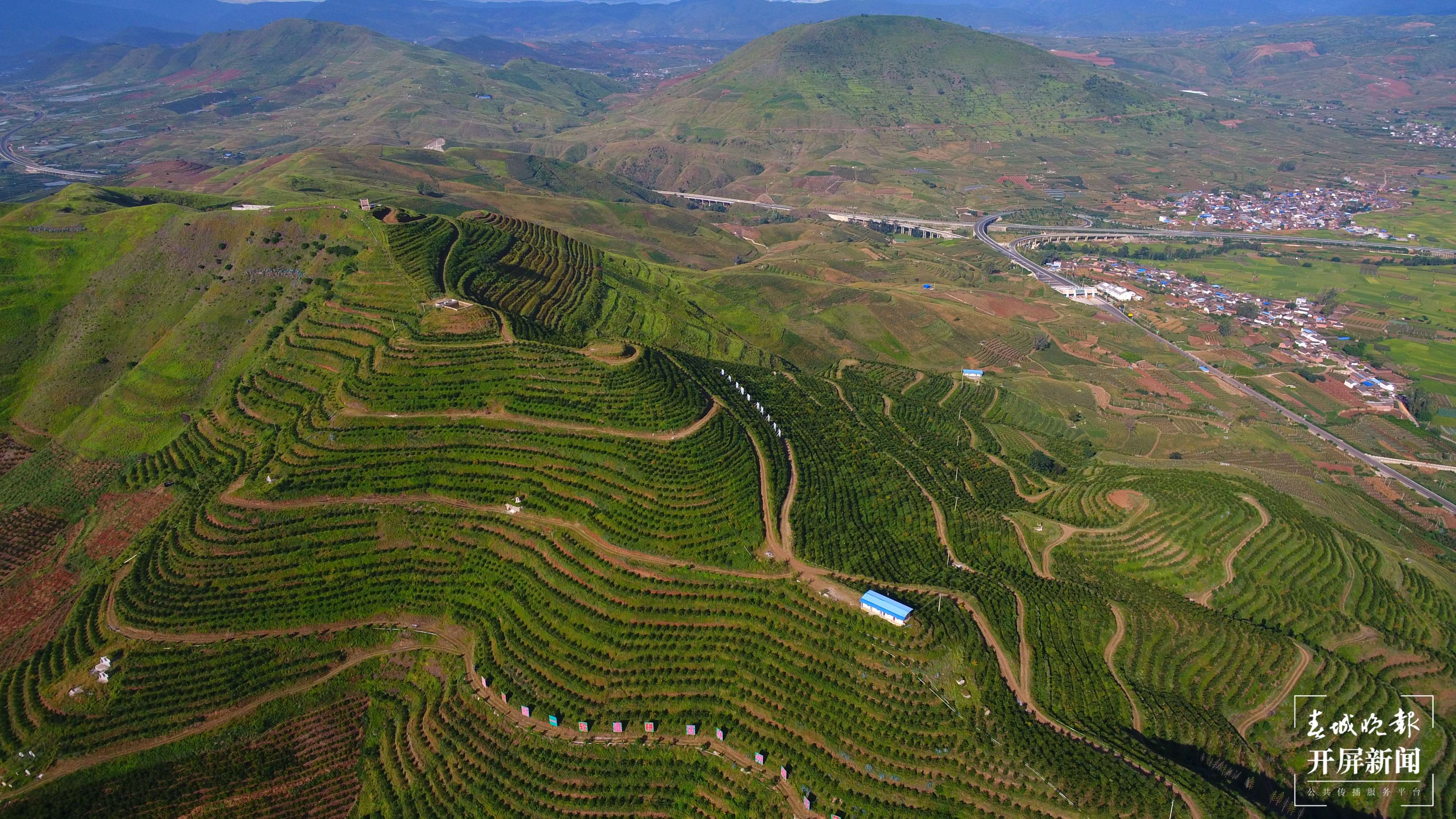 云南秋景上新｜大理宾川丰收（开屏新闻记者 王利绚 通讯员 杨宏毅 摄）