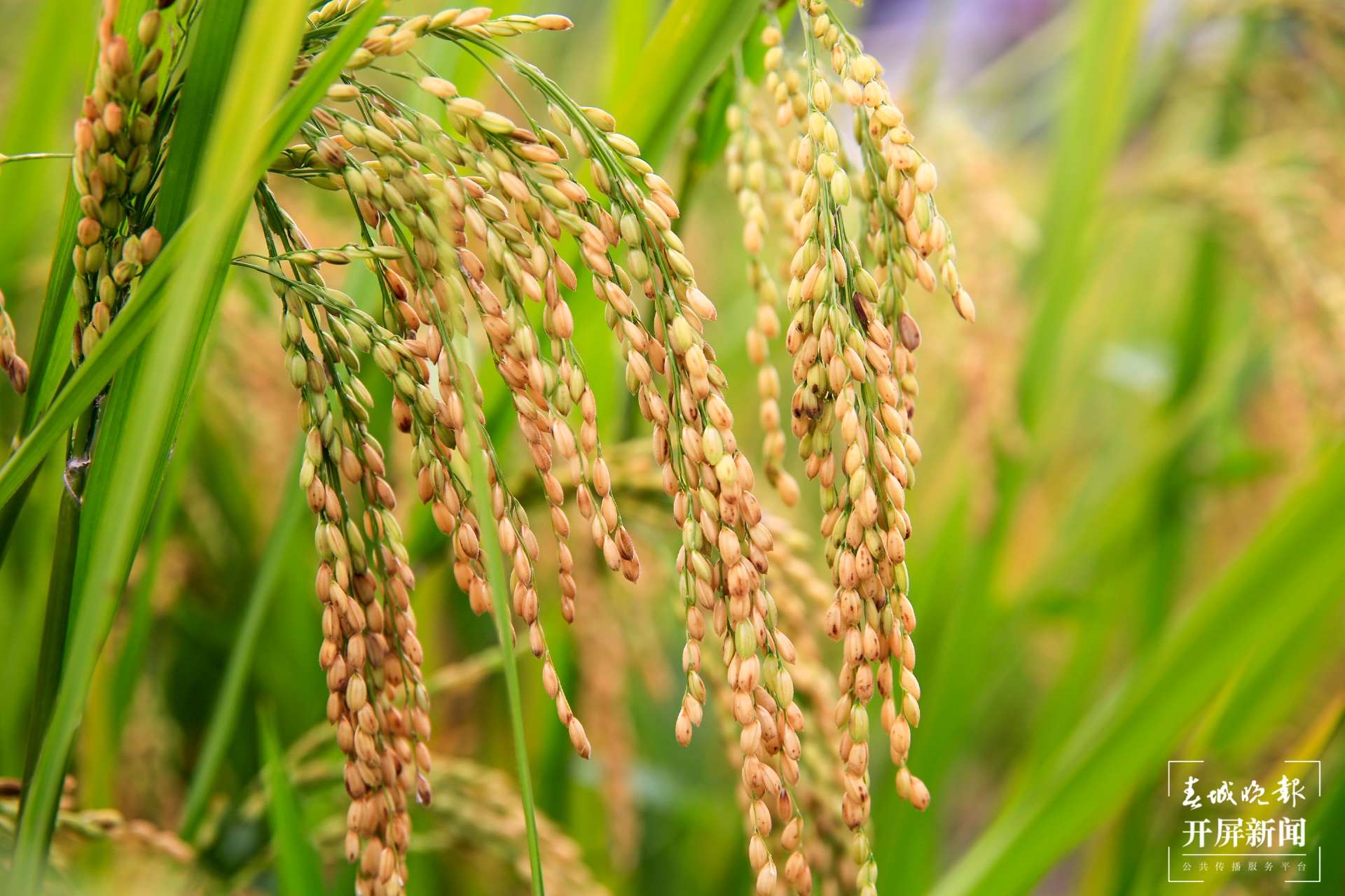 云南秋景上新｜大理丰收（开屏新闻记者 刘文波 杨维琦 通讯员 摄）