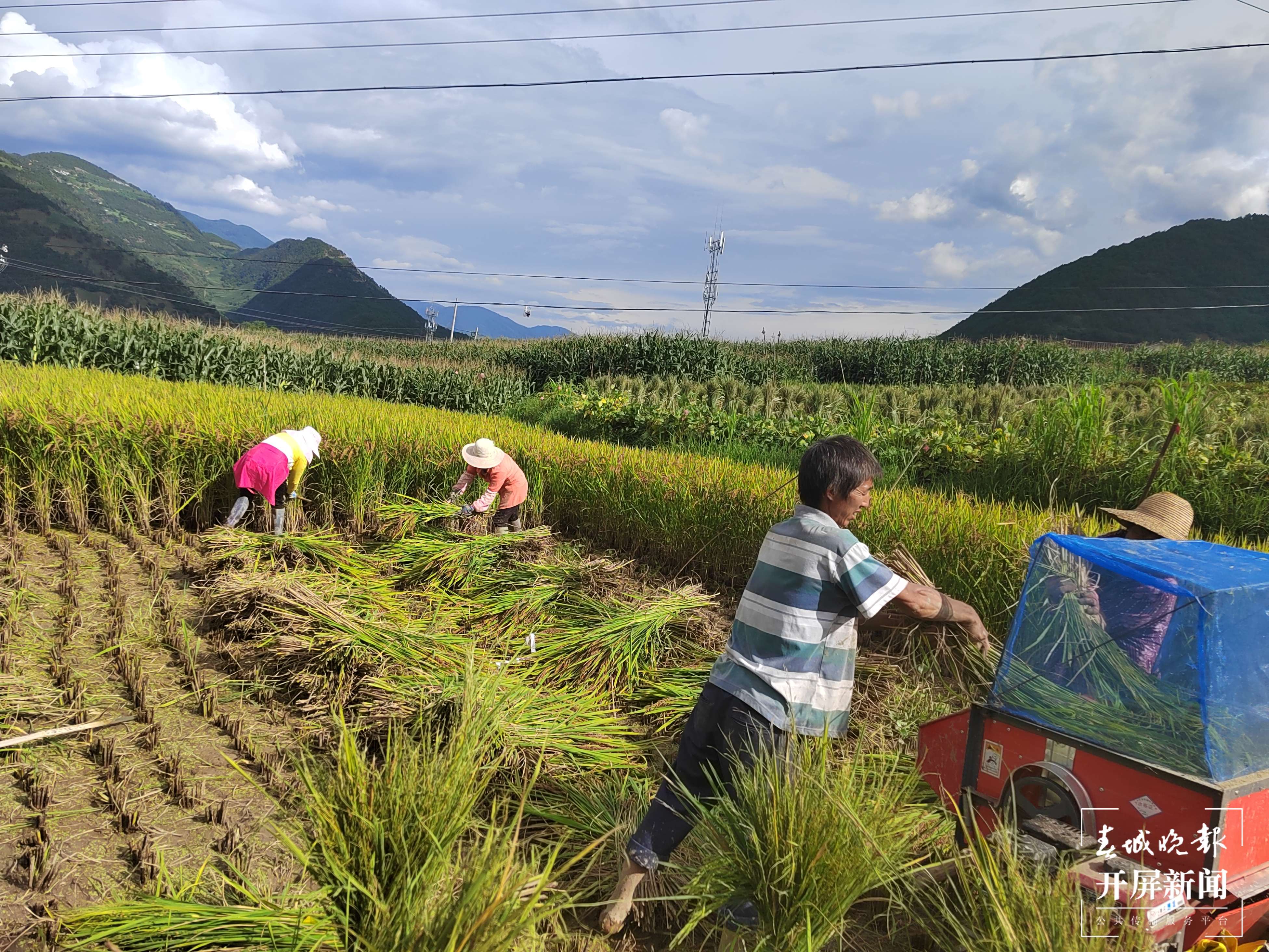 云南秋景上新｜大理丰收（开屏新闻记者 刘文波 杨维琦 通讯员 摄）