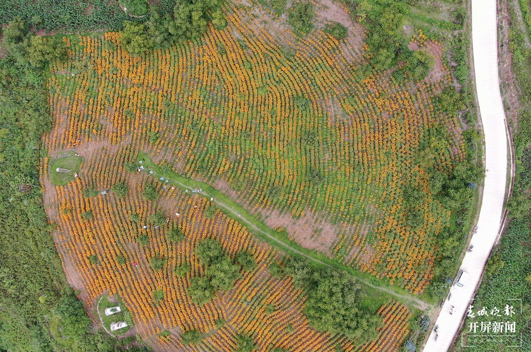云南秋景上新｜大理丰收（开屏新闻记者 刘文波 杨维琦 通讯员 摄）