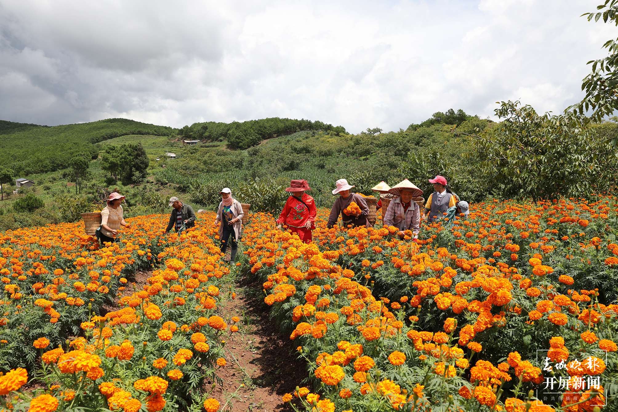 云南秋景上新｜大理丰收（开屏新闻记者 刘文波 杨维琦 通讯员 摄）