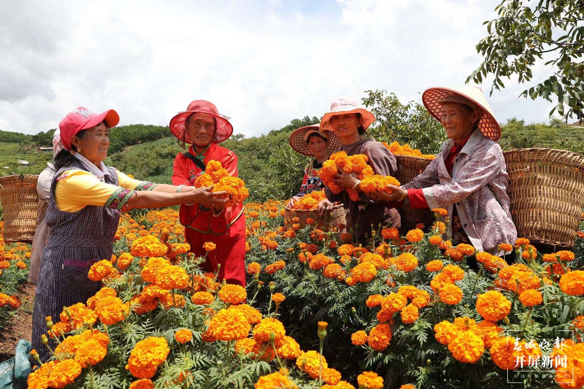 云南秋景上新｜大理丰收（开屏新闻记者 刘文波 杨维琦 通讯员 摄）