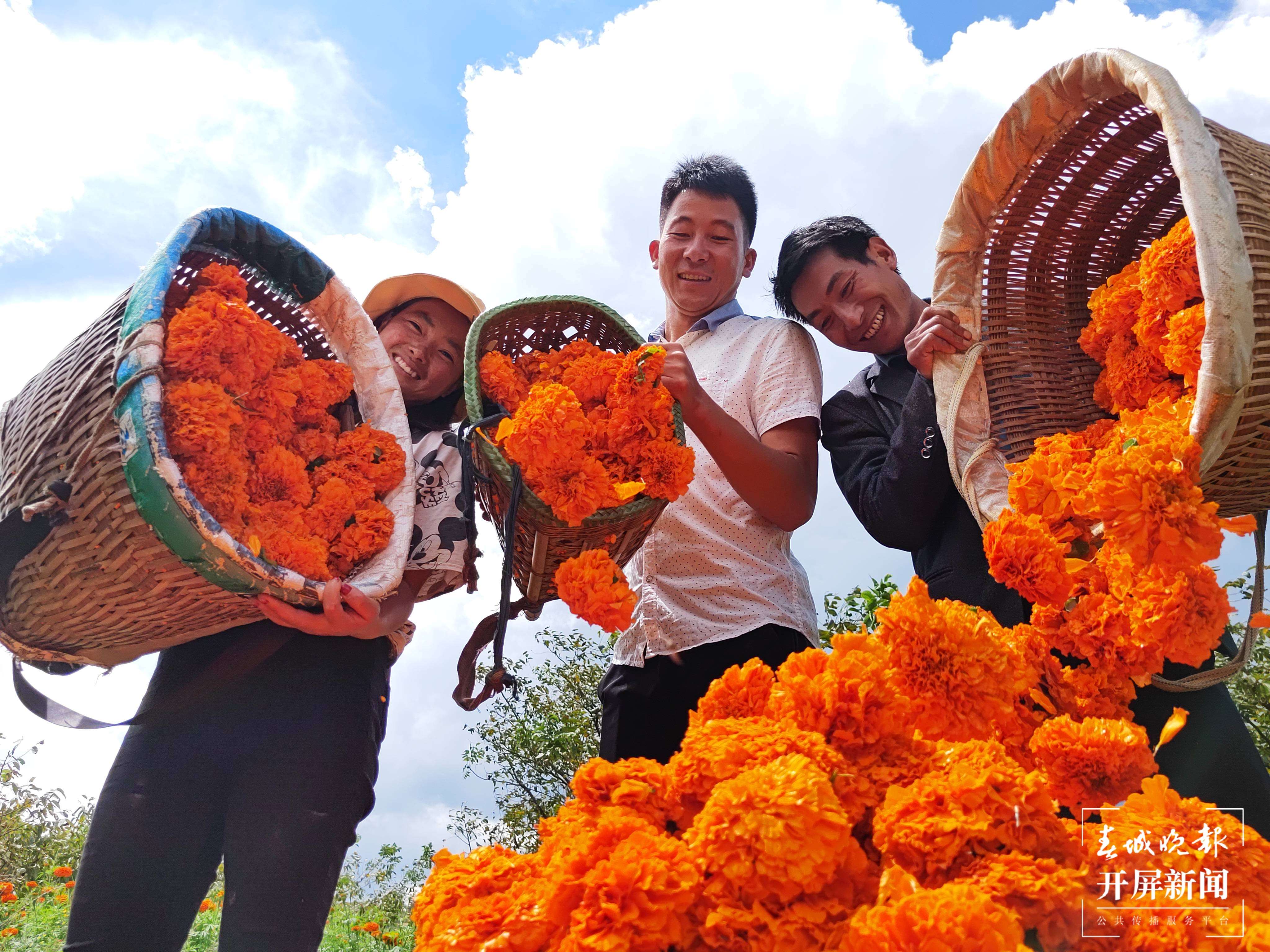 云南秋景上新｜大理丰收（开屏新闻记者 刘文波 杨维琦 通讯员 摄）