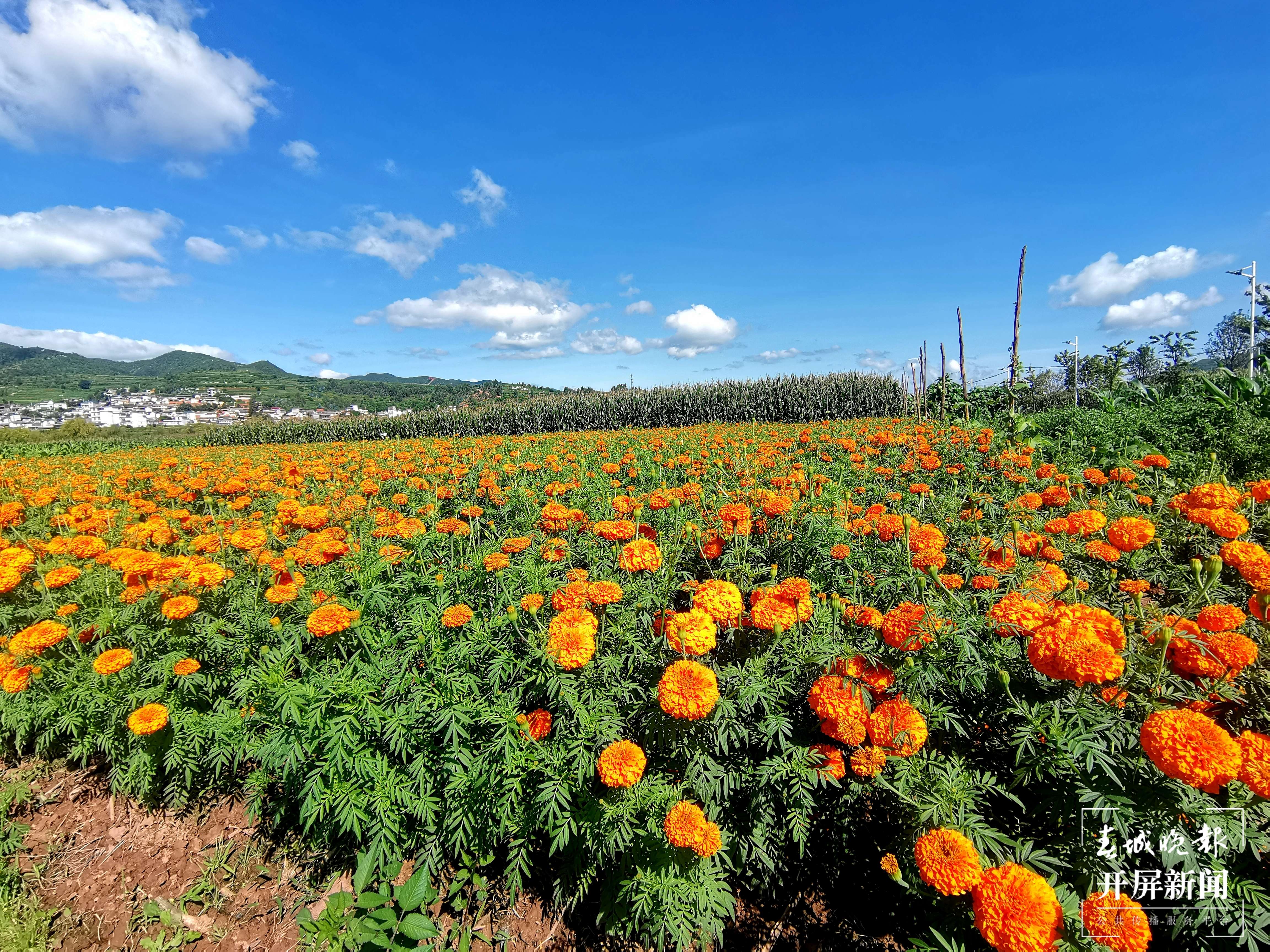 云南秋景上新｜大理丰收（开屏新闻记者 刘文波 杨维琦 通讯员 摄）
