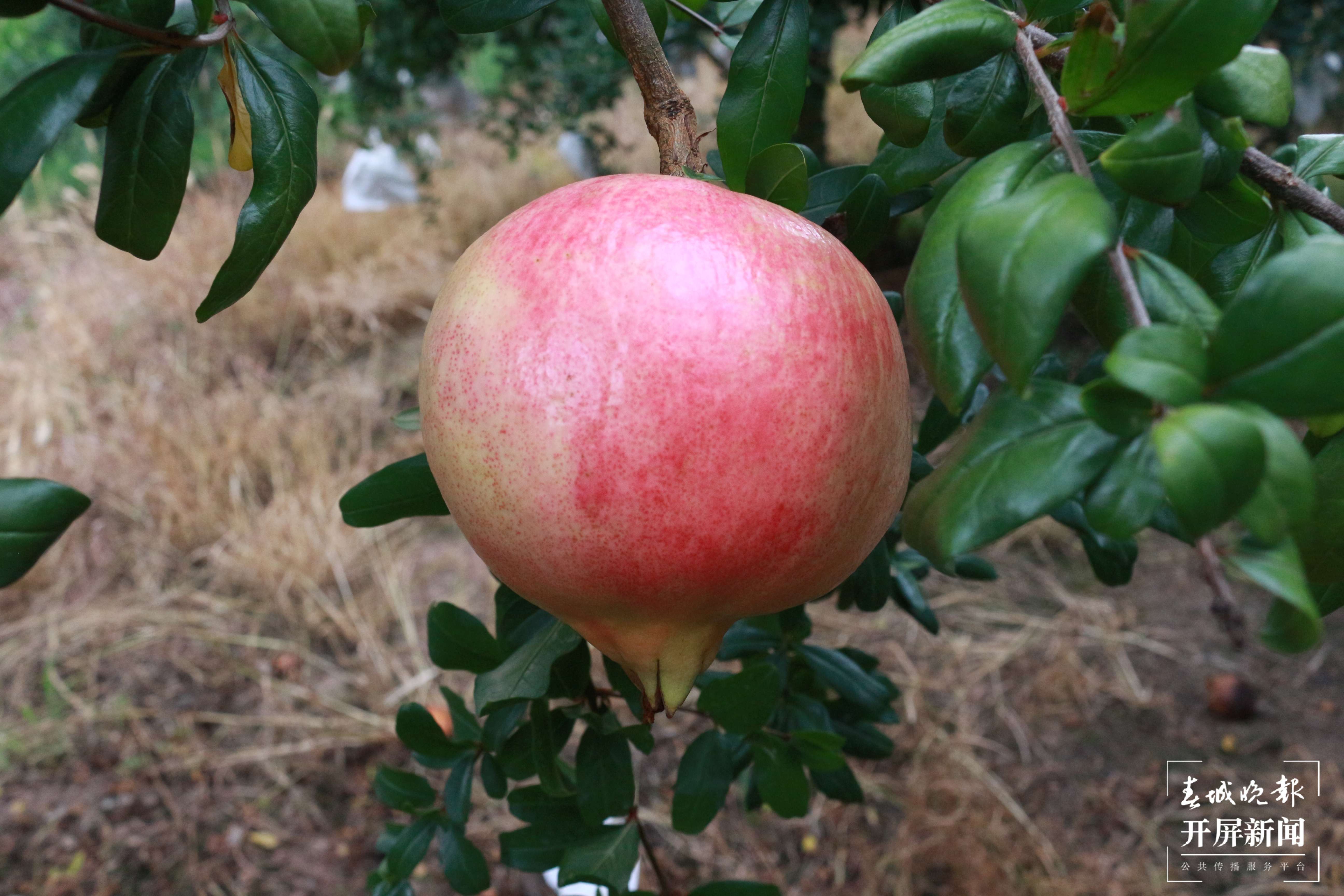 云南秋景上新｜大理丰收（开屏新闻记者 刘文波 杨维琦 通讯员 摄）