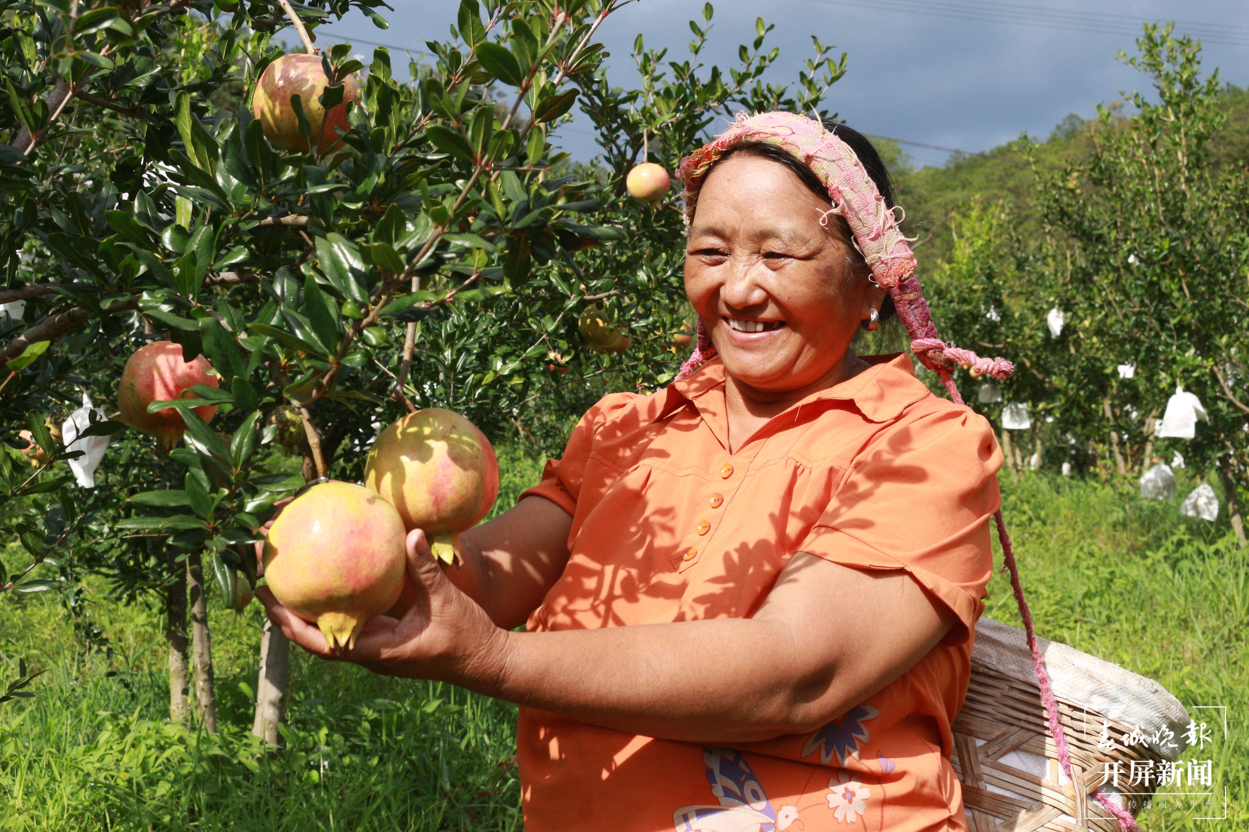 云南秋景上新｜大理丰收（开屏新闻记者 刘文波 杨维琦 通讯员 摄）