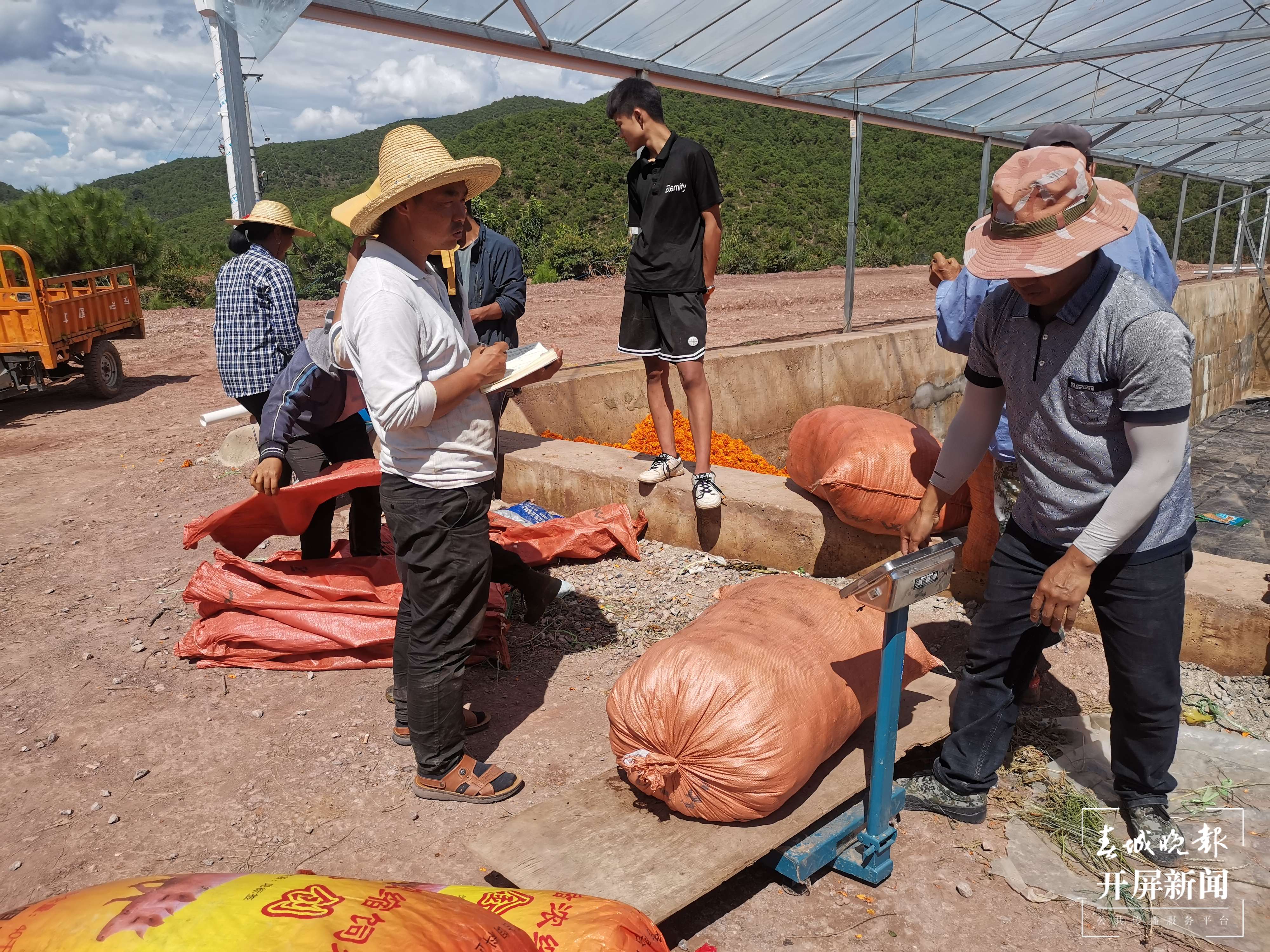 云南秋景上新｜大理丰收（开屏新闻记者 刘文波 杨维琦 通讯员 摄）
