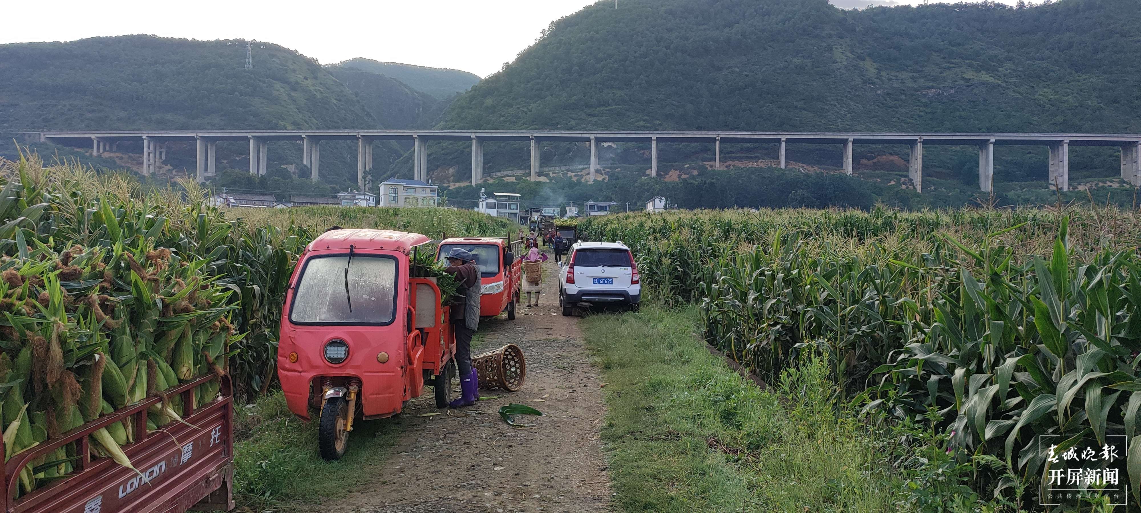 云南秋景上新｜大理丰收（开屏新闻记者 刘文波 杨维琦 通讯员 摄）