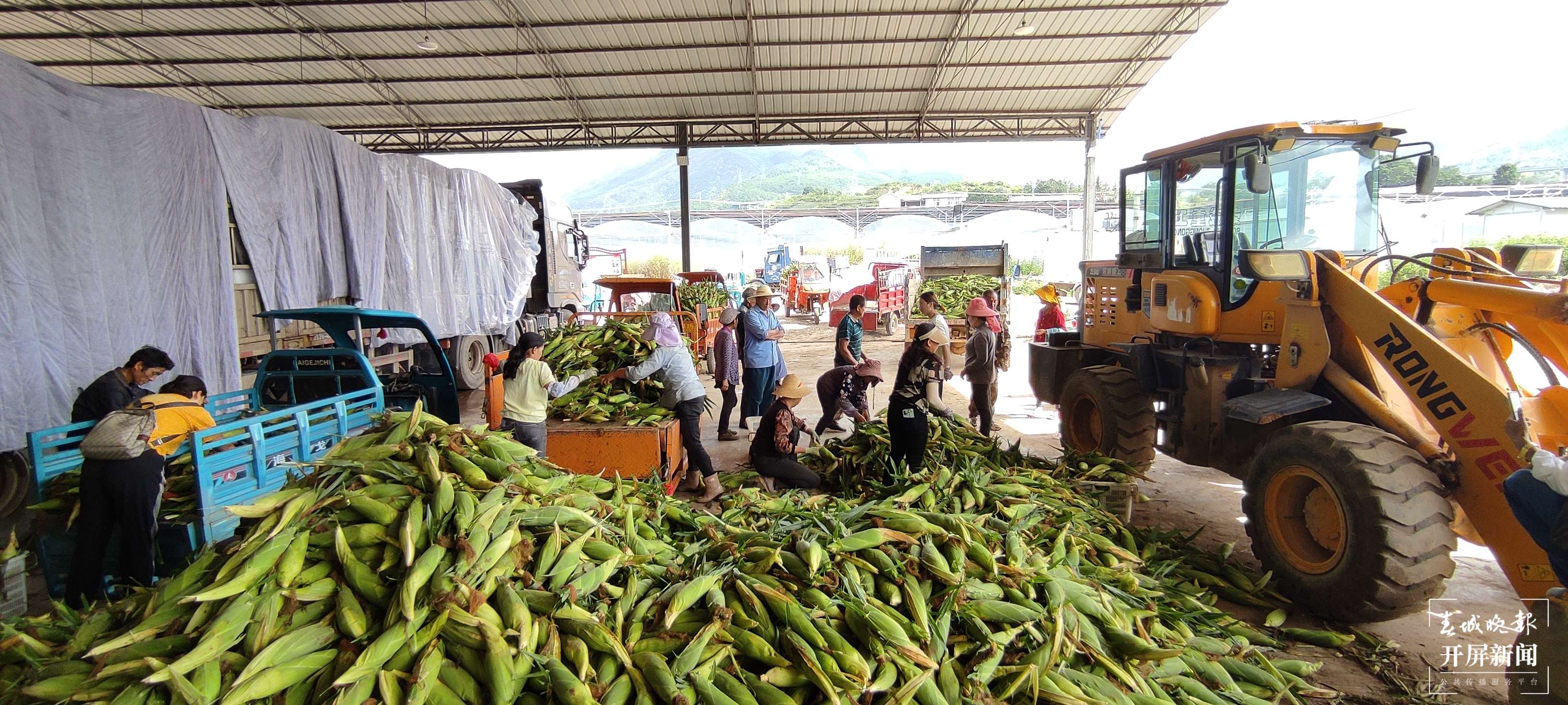 云南秋景上新｜大理丰收（开屏新闻记者 刘文波 杨维琦 通讯员 摄）