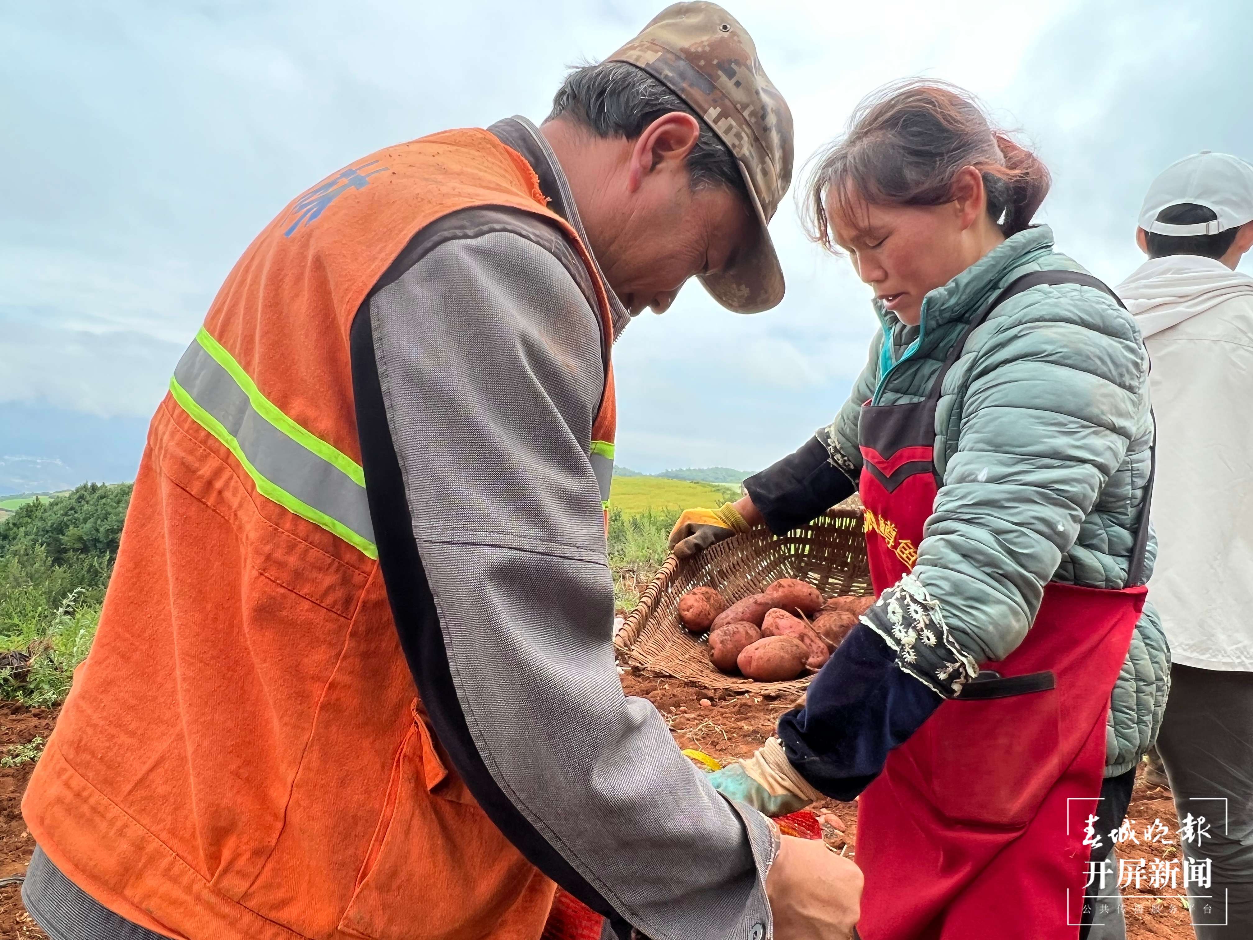云南秋景上新｜昆明东川洋芋（开屏新闻记者 罗宗伟 摄）