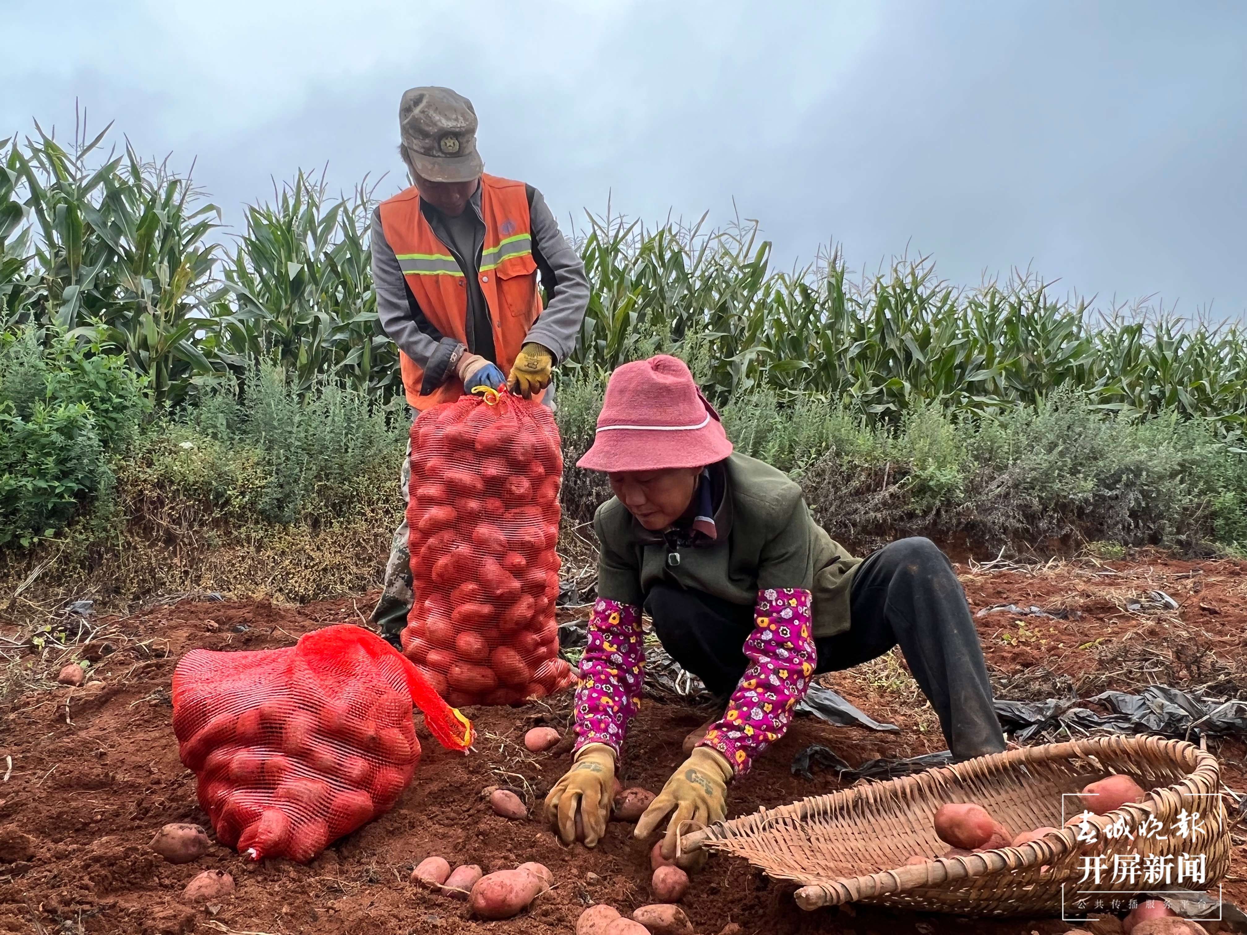 云南秋景上新｜昆明东川洋芋（开屏新闻记者 罗宗伟 摄）