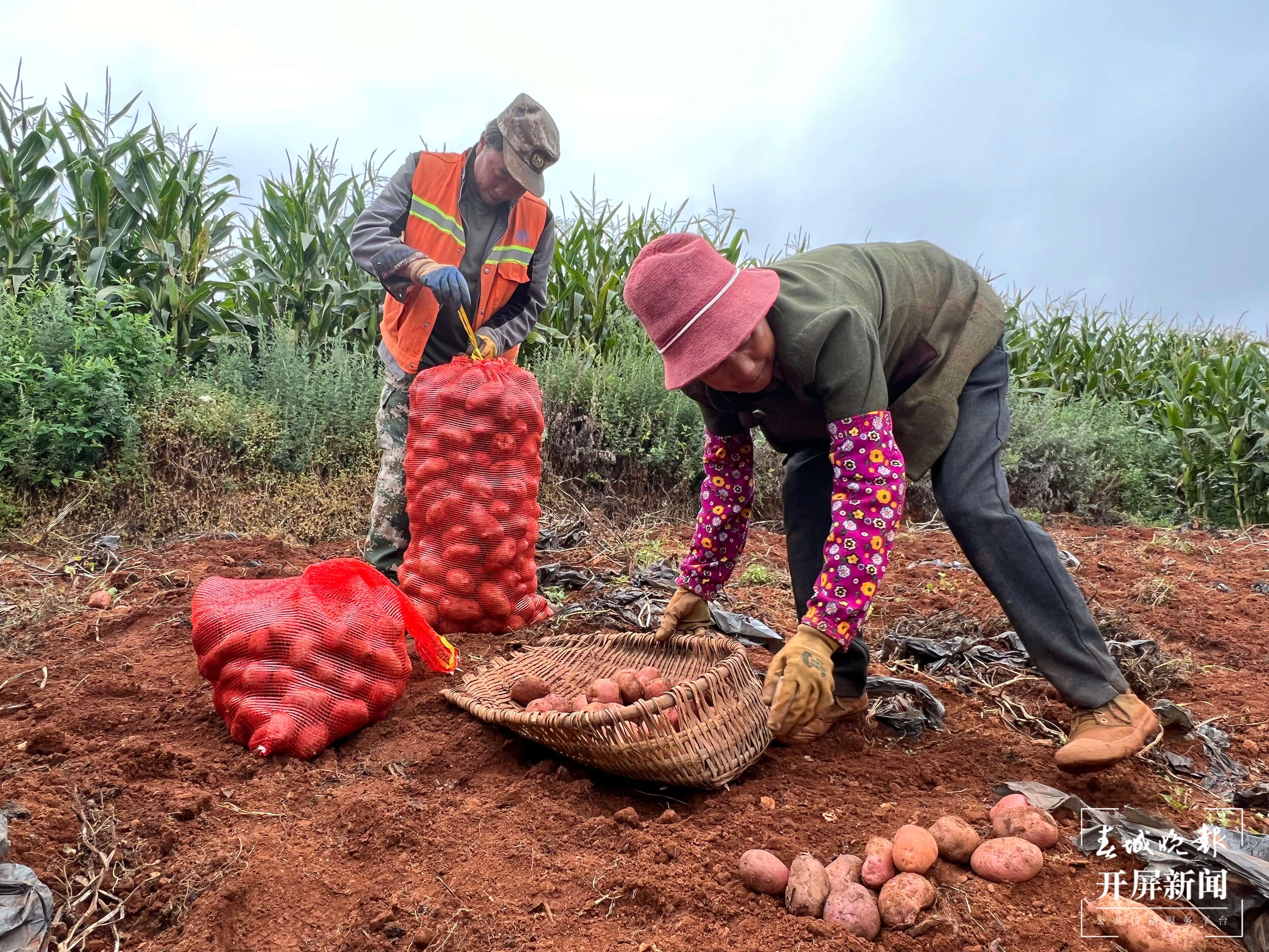 云南秋景上新｜昆明东川洋芋（开屏新闻记者 罗宗伟 摄）