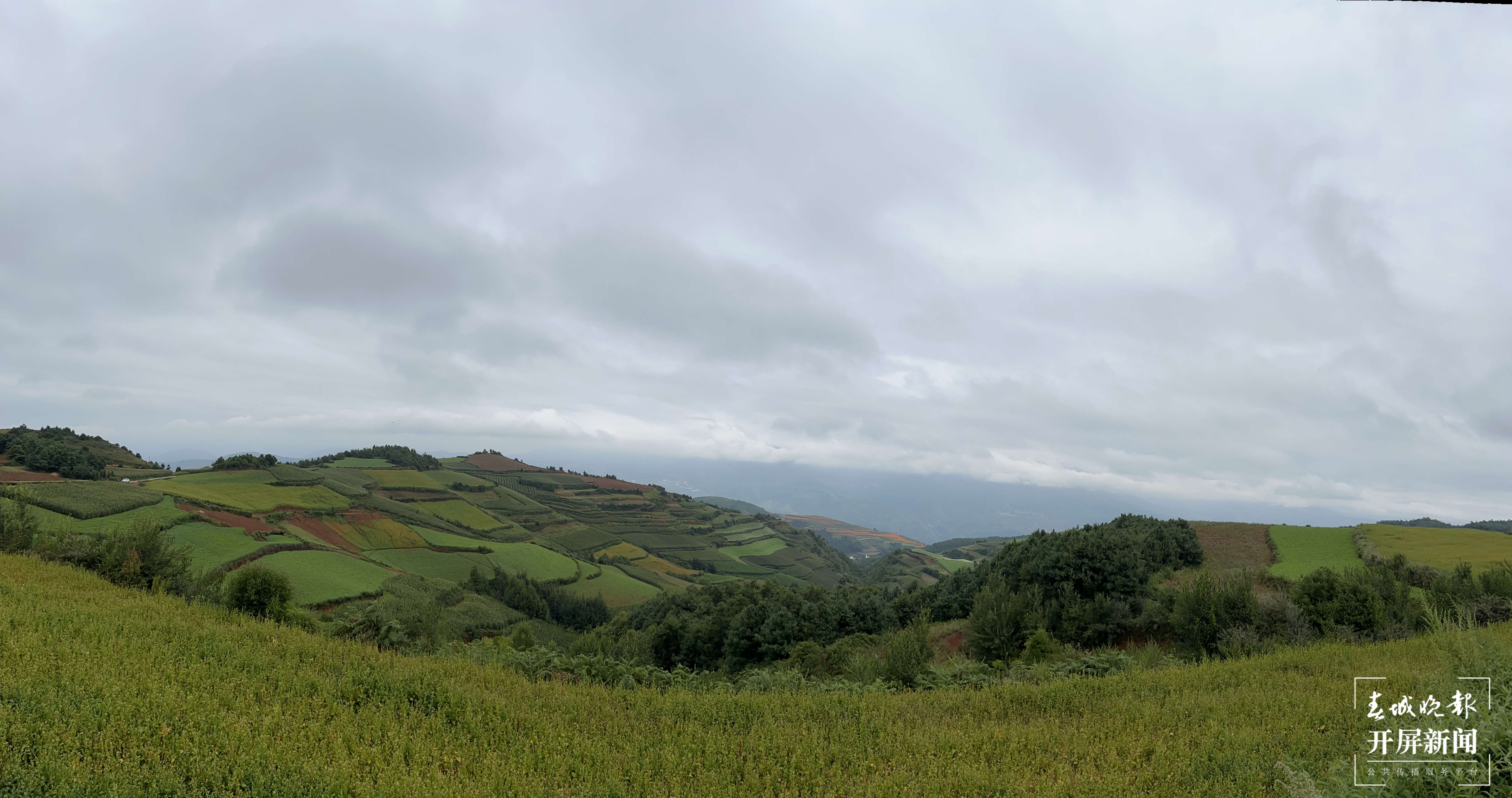 云南秋景上新｜昆明东川洋芋（开屏新闻记者 罗宗伟 摄）