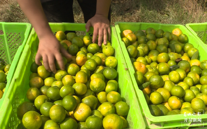 云南秋景上新｜文山广南柑橘（开屏新闻记者 罗宗伟 通讯员 陆佳雄 刘晓泉 摄）