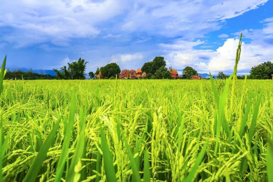 西双版纳州勐海县水稻丰收（勐海县融媒体中心 供图）