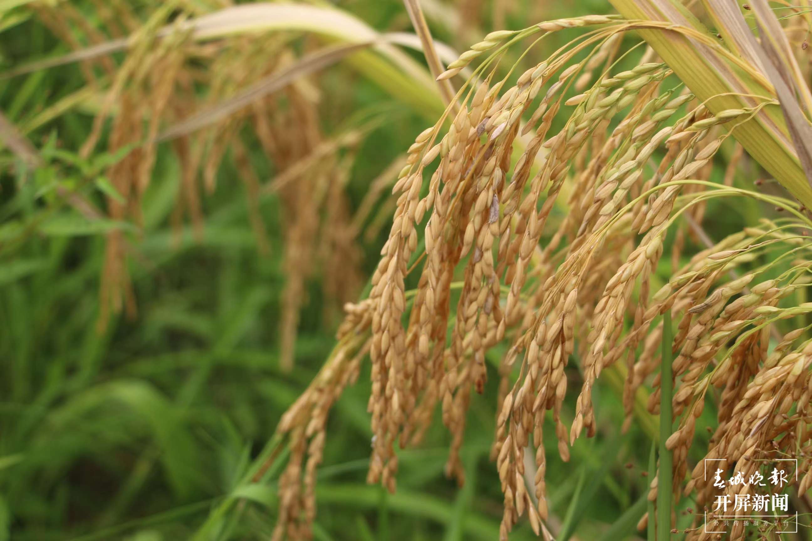 德宏盈江水稻丰收（开屏新闻记者 马楠 通讯员 木晓雯 摄）