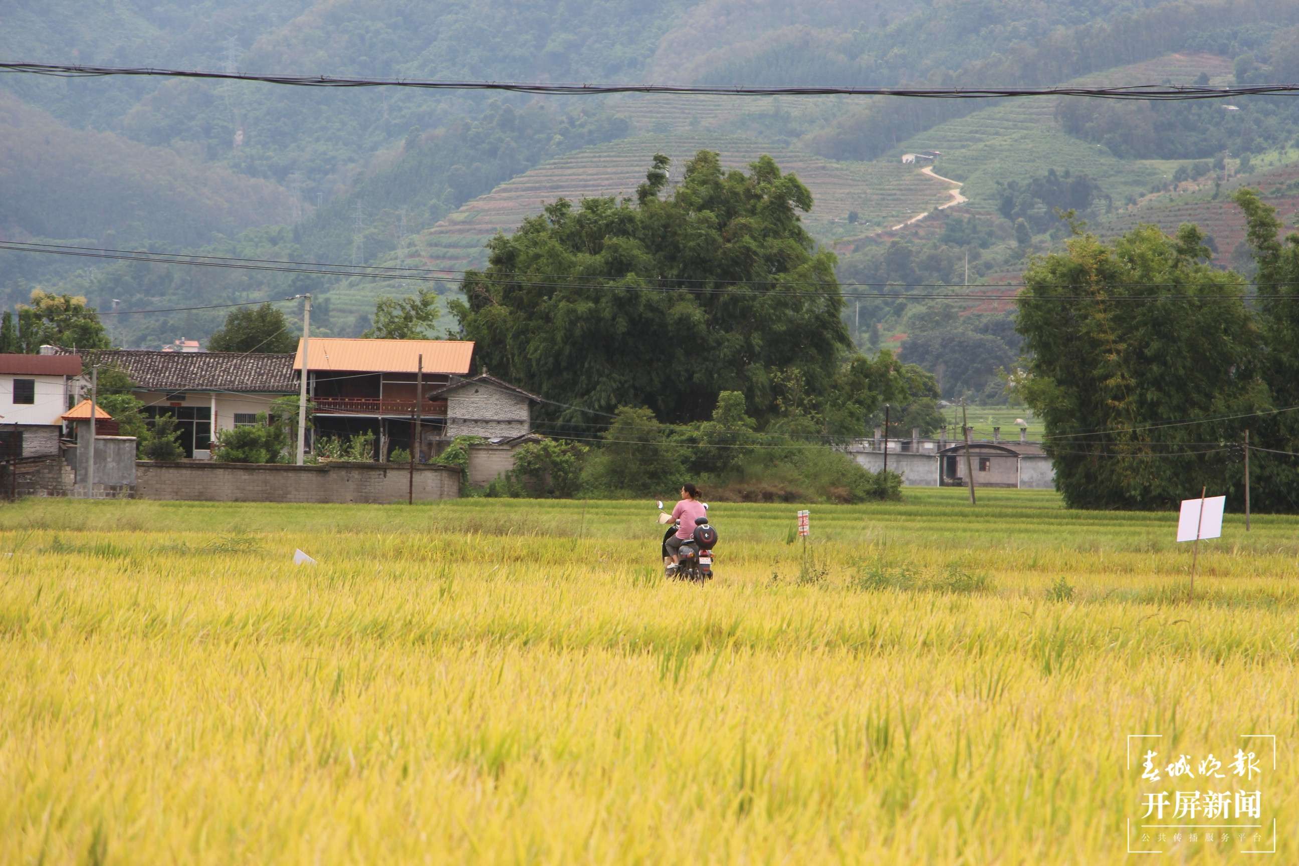 德宏盈江水稻丰收（开屏新闻记者 马楠 通讯员 木晓雯 摄）