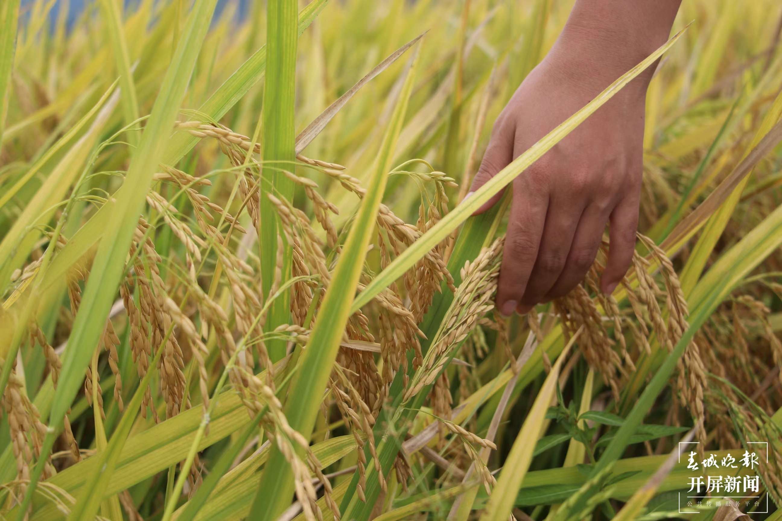 德宏盈江水稻丰收（开屏新闻记者 马楠 通讯员 木晓雯 摄）