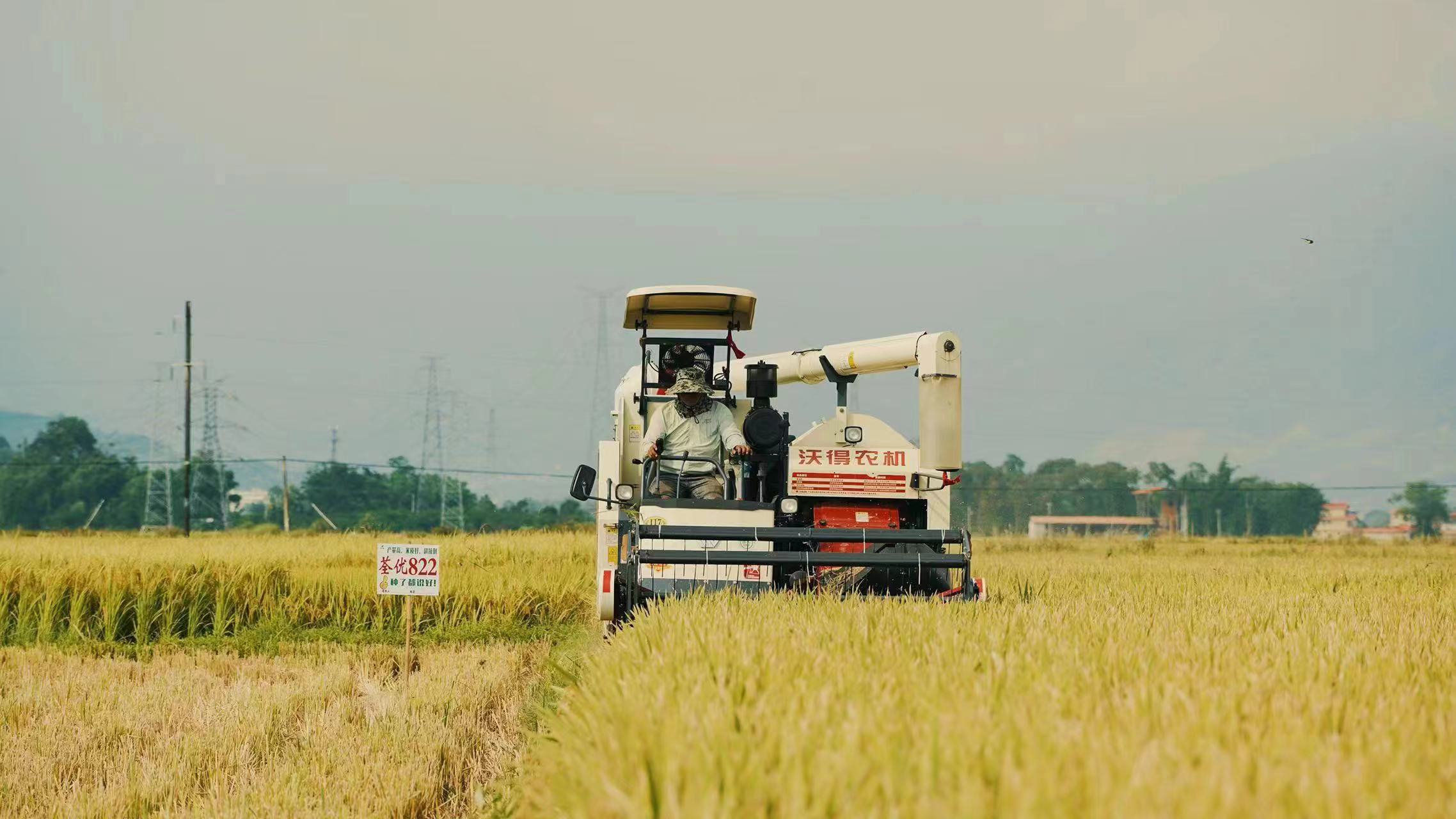 德宏盈江水稻丰收（开屏新闻记者 马楠 通讯员 木晓雯 摄）