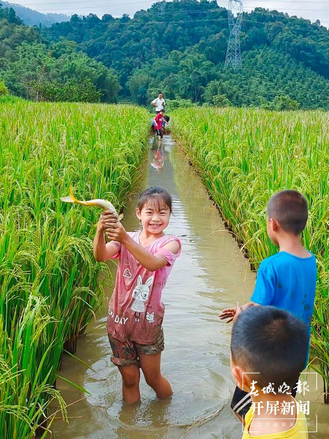 德宏芒市“稻花鱼”迎来丰收（春城晚报-开屏新闻记者 马楠 通讯员 刀晓桂 摄）