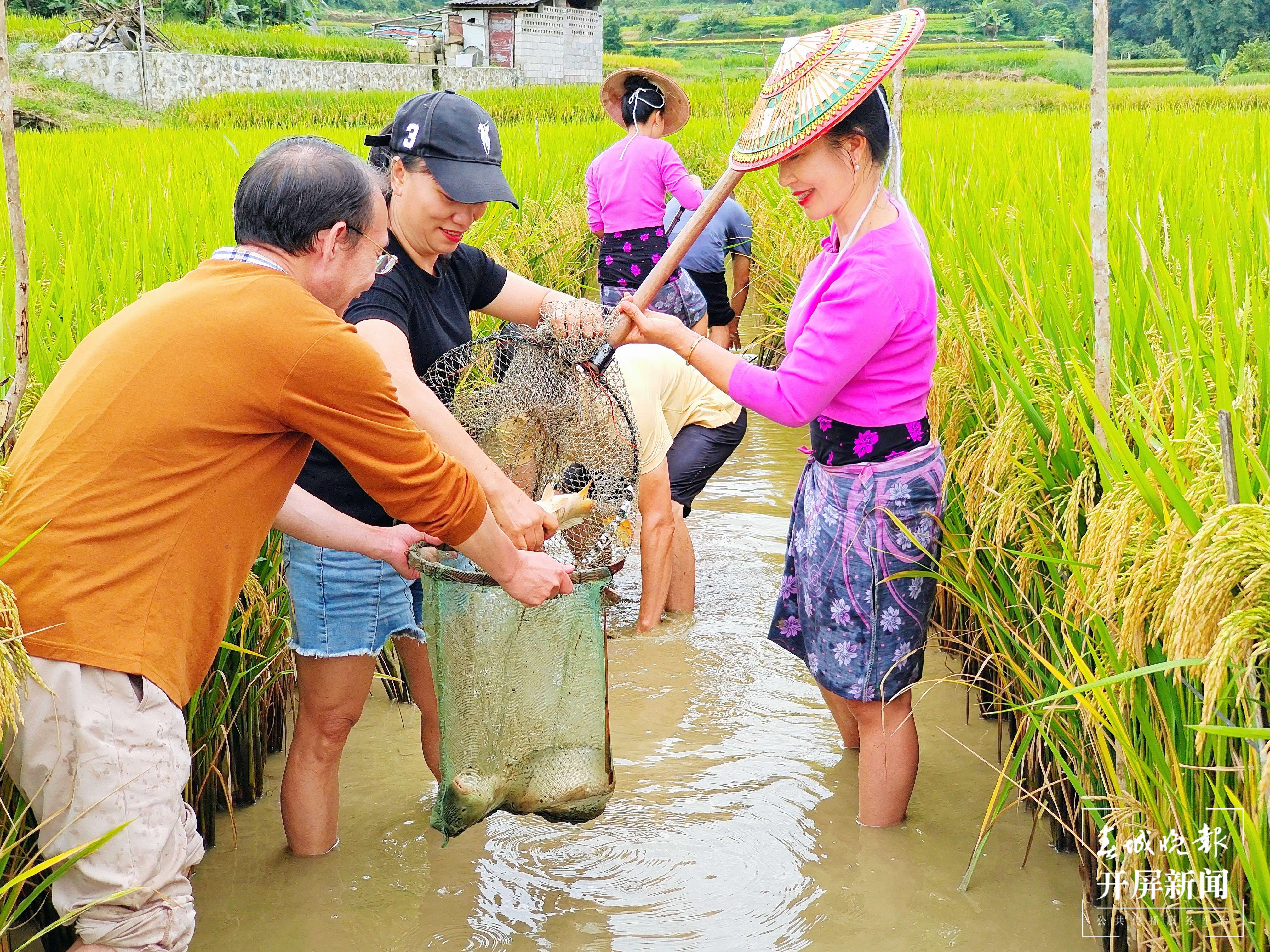 德宏芒市“稻花鱼”迎来丰收（春城晚报-开屏新闻记者 马楠 通讯员 刀晓桂 摄）